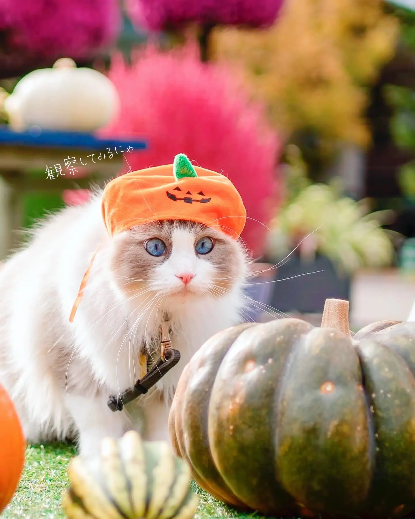 ハロウィンコスプレ2022】まる顔のねこがまるまるかぼちゃになっちゃっ