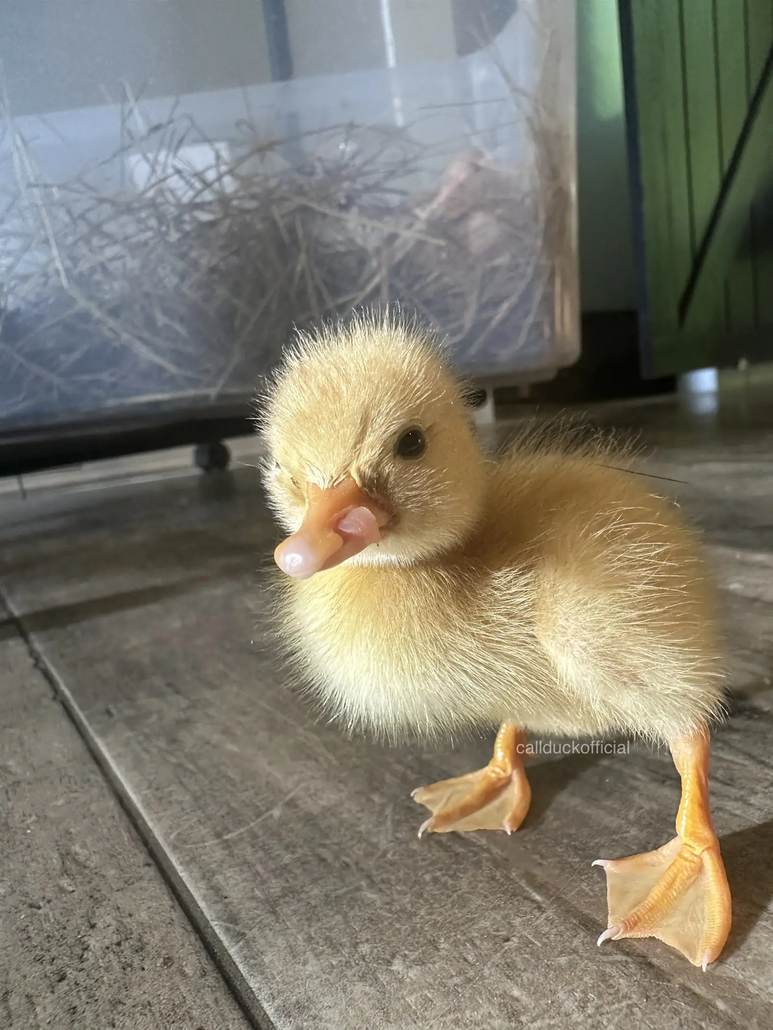 One of my ducklings has a deformed bill. | Gallery posted by MyPetCallDucks  | Lemon8