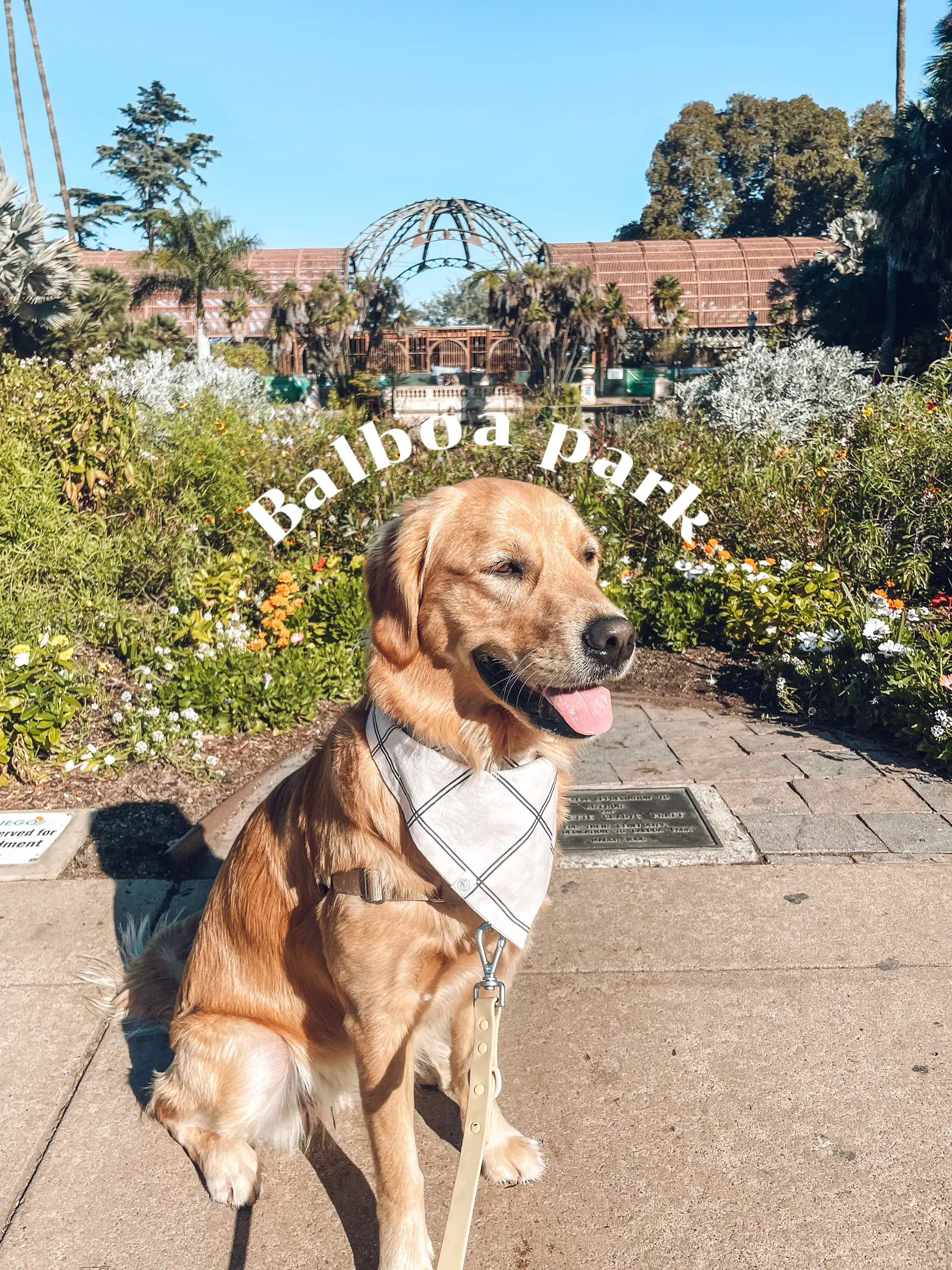 Brewhound Dog Park + Bar Rope Snapback Hat | BrewHound Dog Park