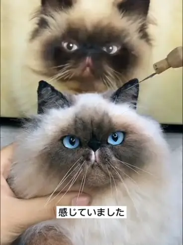 羊毛フェルトオーダー猫