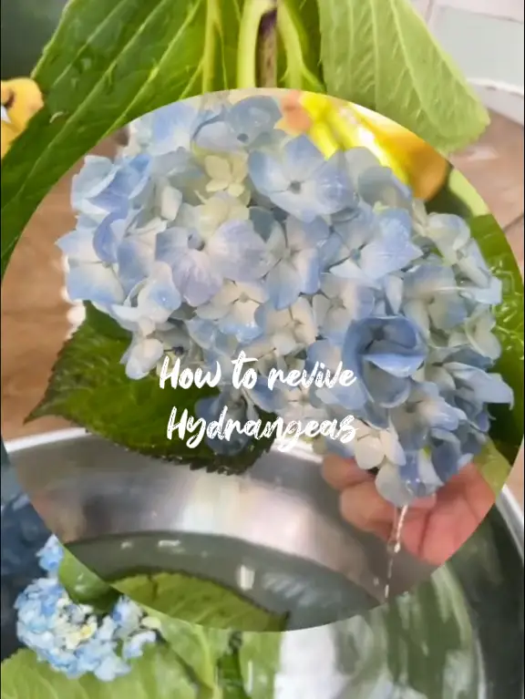 Alum Powder Can Help Keep Your Cut Hydrangeas Fresh For Weeks