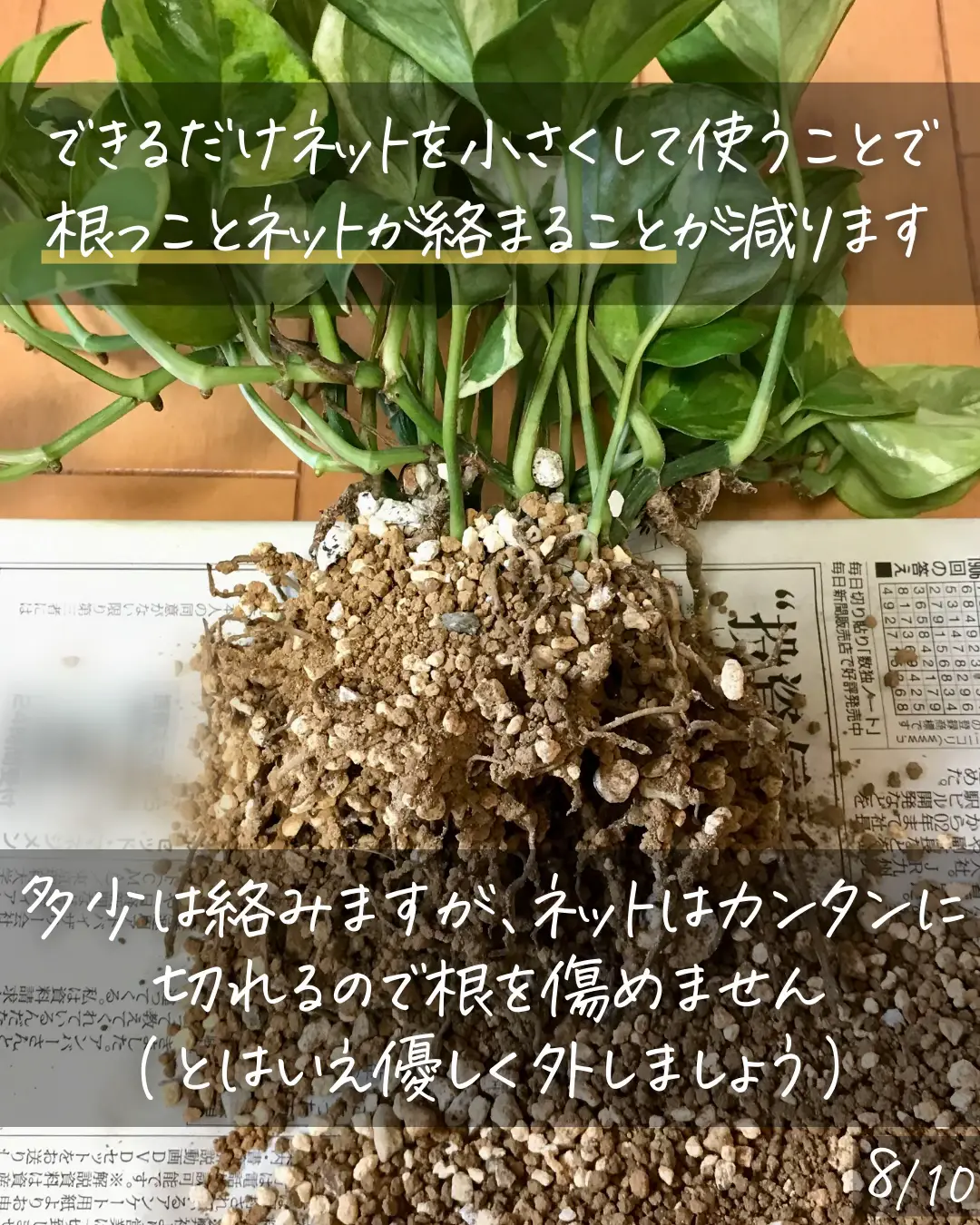 〈ポロポロこぼれるときは！〉スリット鉢の使い方②土が落ちる時の対策 | しゅう | 観葉植物の育て方が投稿したフォトブック | Lemon8