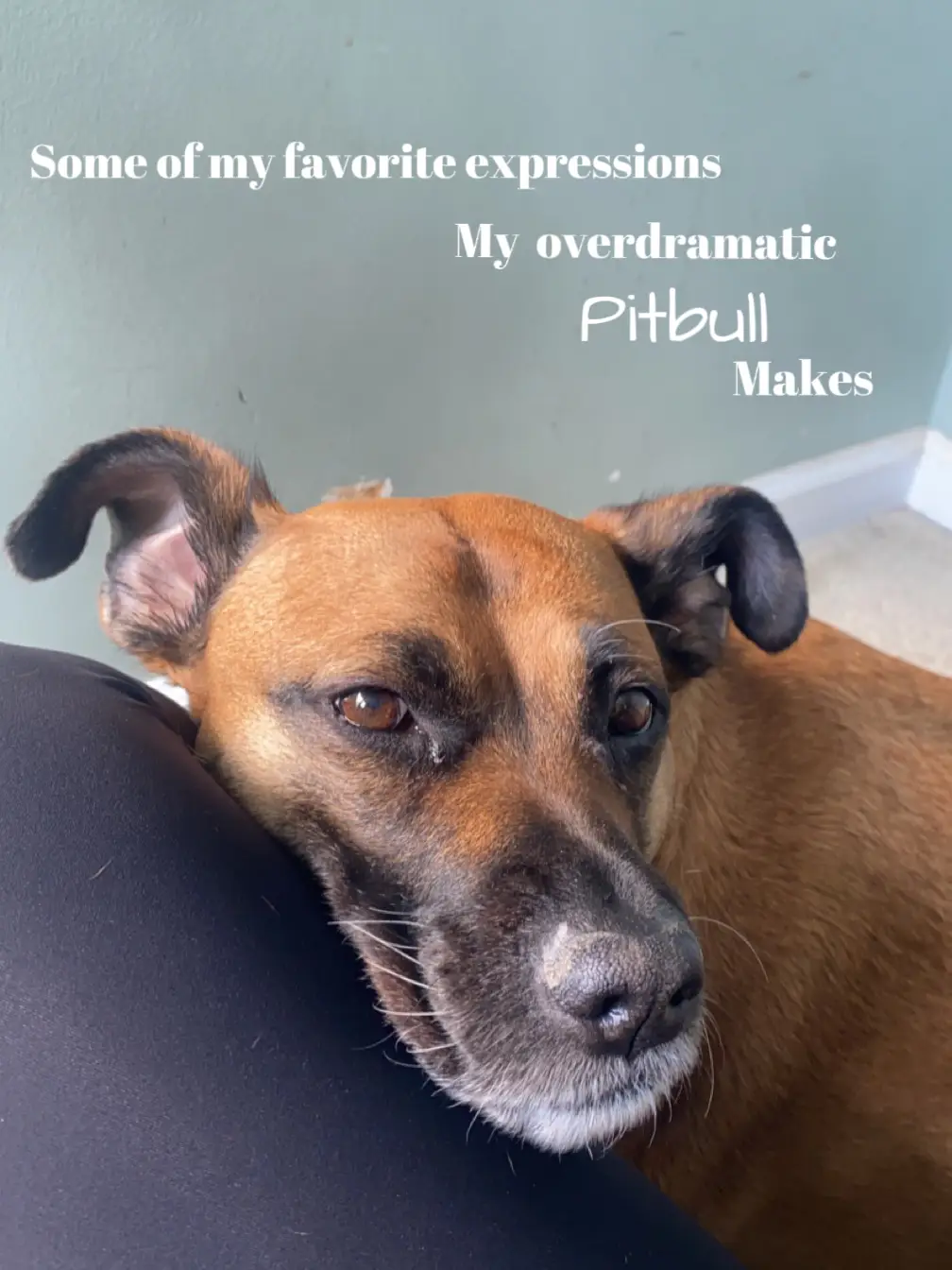 I have an overdramatic pitty.. แกลเลอรีที่โพสต์โดย Nikki Lemon8