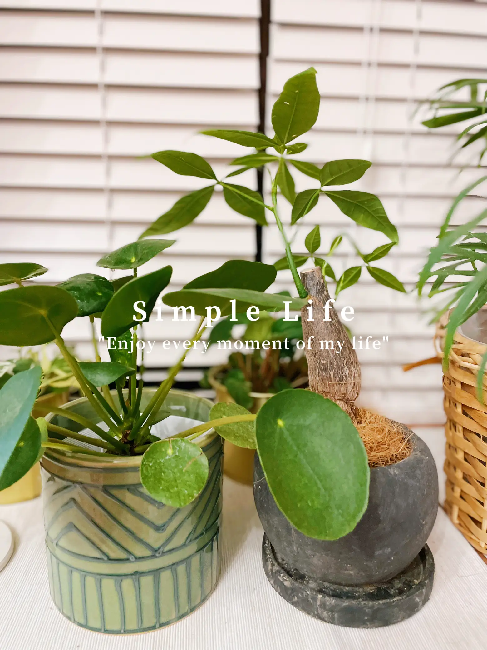 最終値下げ】手作植木鉢 陶器鉢 LLサイズ A-32