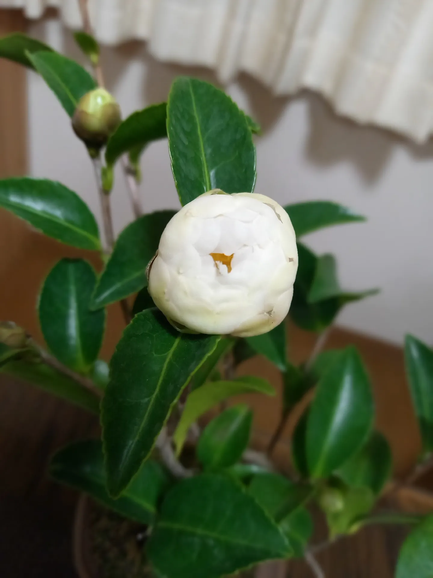 椿の苔玉        