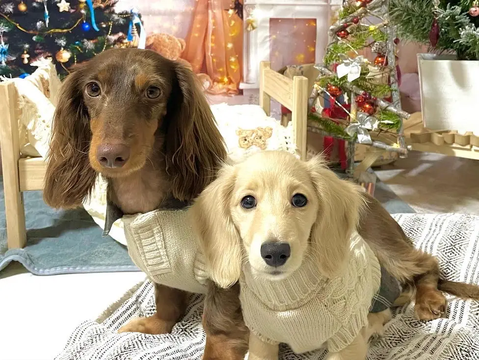 カインズの犬服💕リンクコーデ✨ | コアモナ♡ミニチュアダックスが投稿したフォトブック | Lemon8