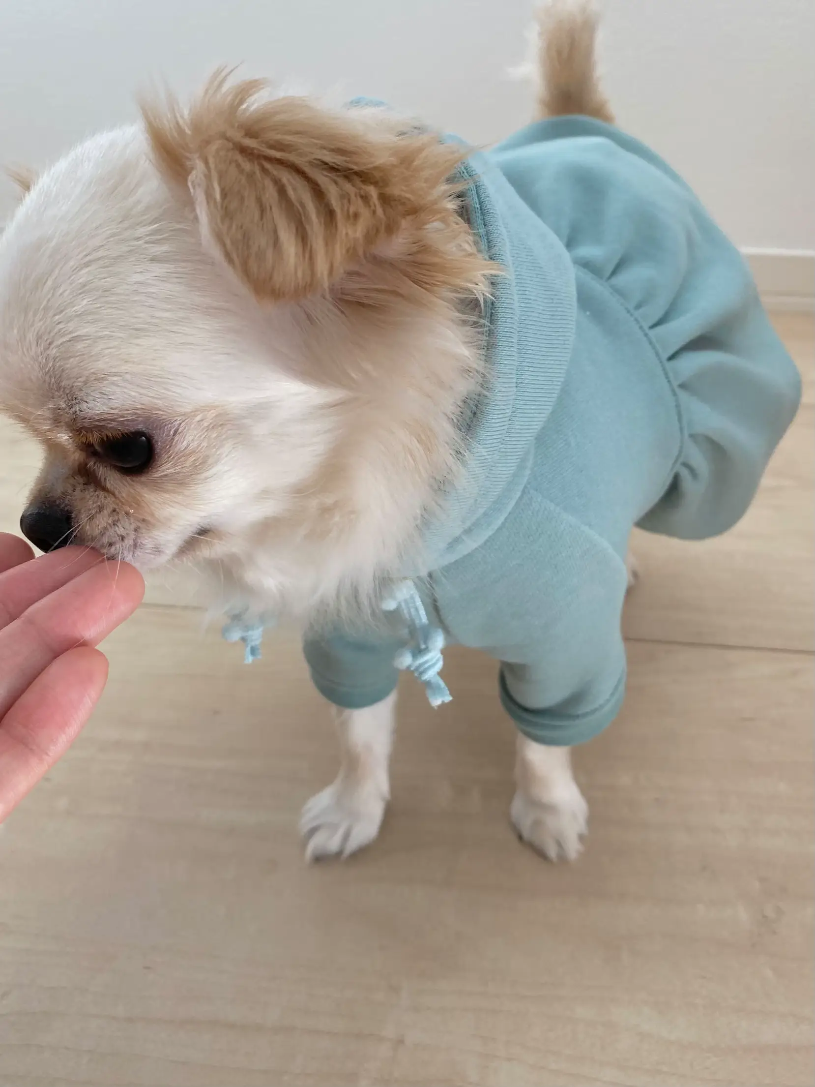 すだち 春色?バルーンパーカー 【ミントグリーン】 犬服 | 365with.が 