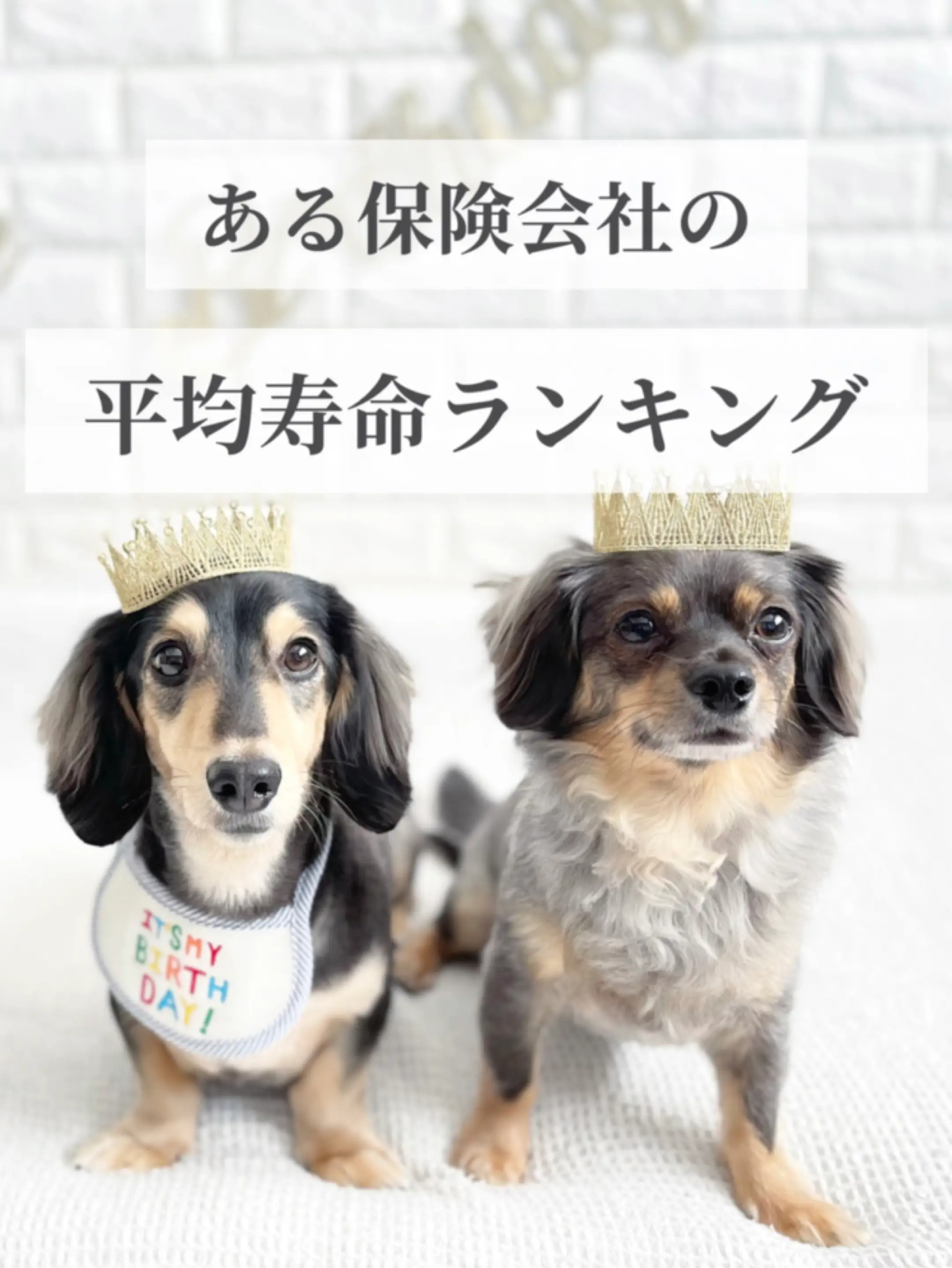 長生きする犬種の特徴。長寿ランキング1位の犬は？ ほたまる。ダックスとチワックスの投稿動画 Lemon8