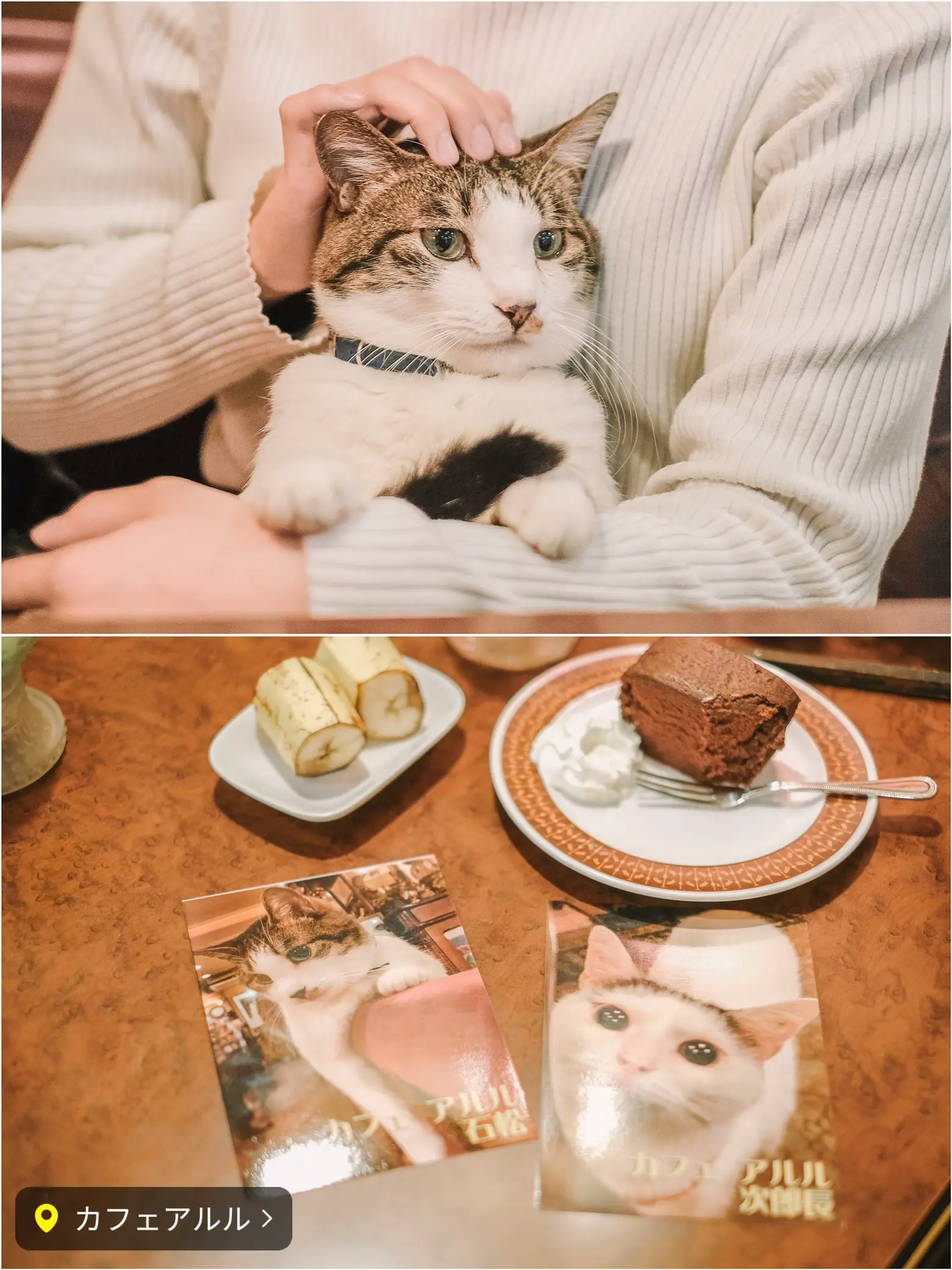 【東京】まるで絵本の世界😳📚✨看板猫ちゃんと過ごす癒しカフェ🫧🐈の画像 (1枚目)