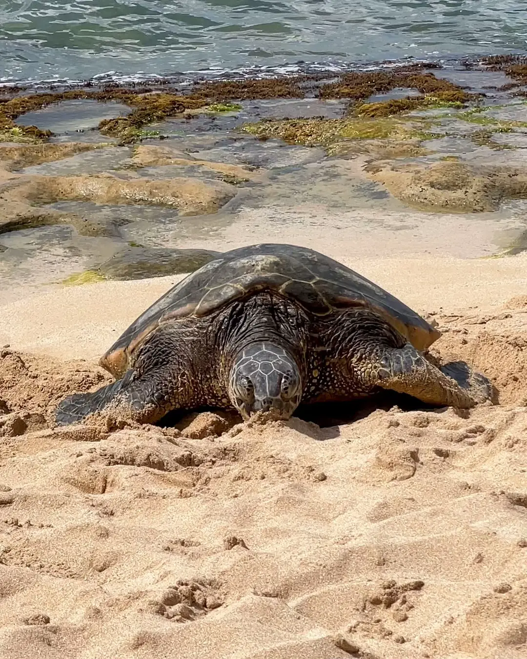 ☆ラニアケアビーチ～Hawaii☆愛・健康・満・飛躍・癒し・守護のお守りに-