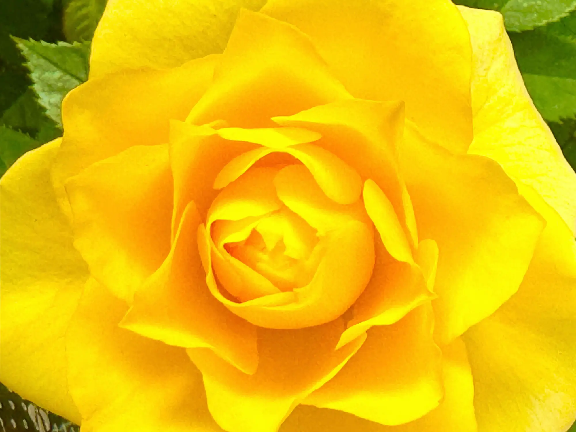 黄色の薔薇 | 優雨/その瞬間を物語にが投稿したフォトブック | Lemon8