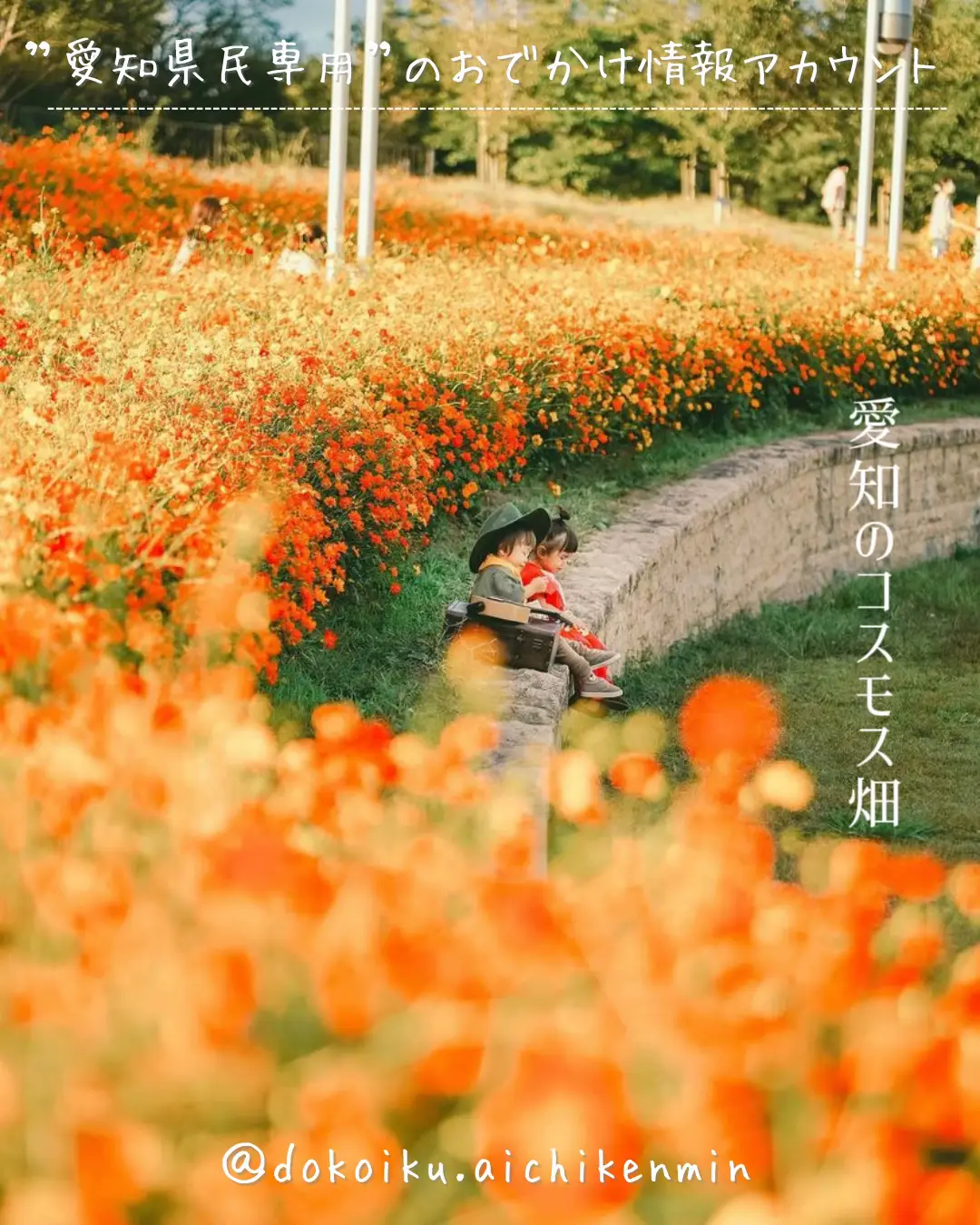 見に行きたい愛知のコスモス畑🌼 | ドコいく愛知県民｜@コジコジ♂が