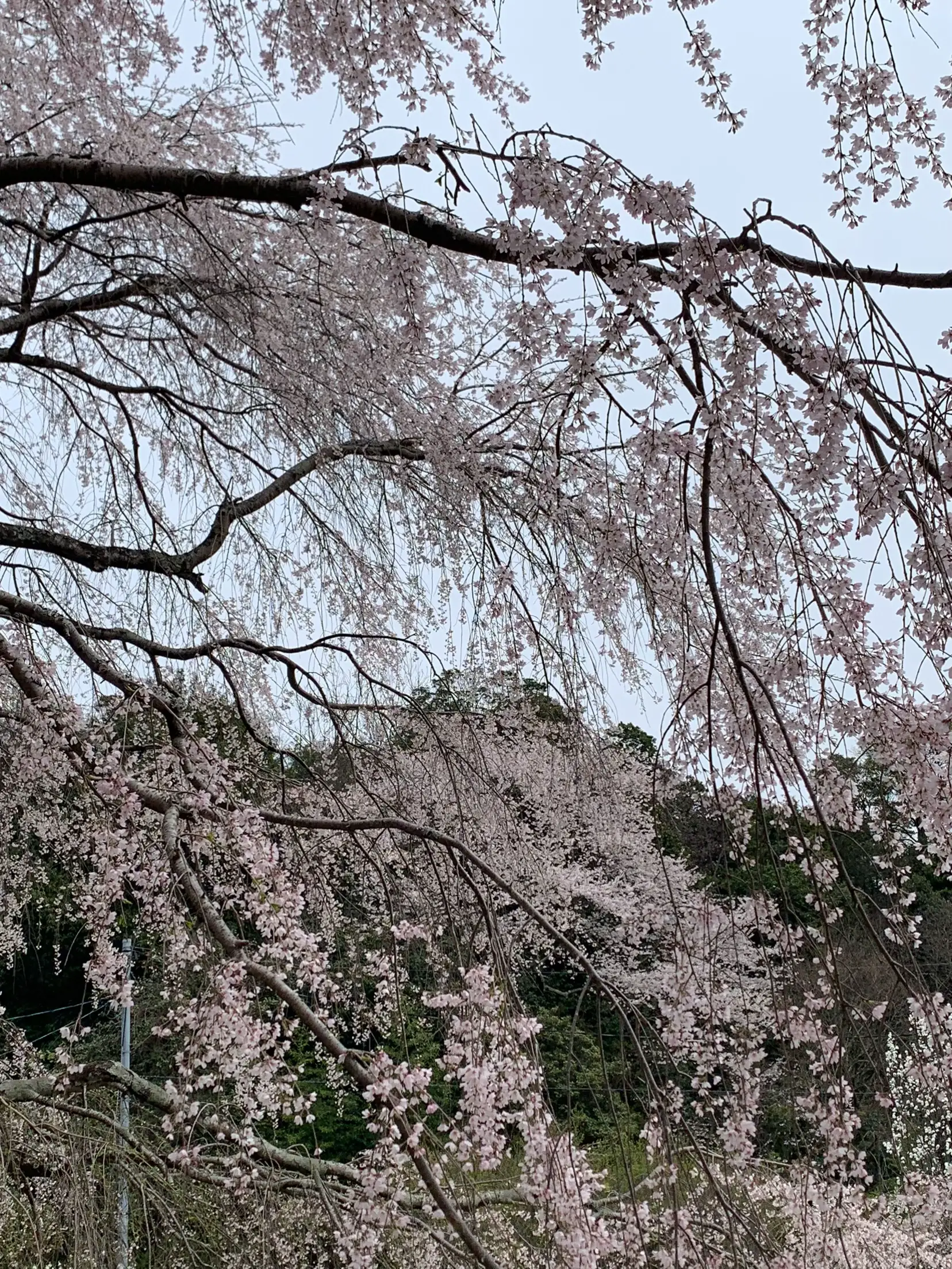 樹齢300年以上の天然記念物桜🌸 | miが投稿したフォトブック | Lemon8