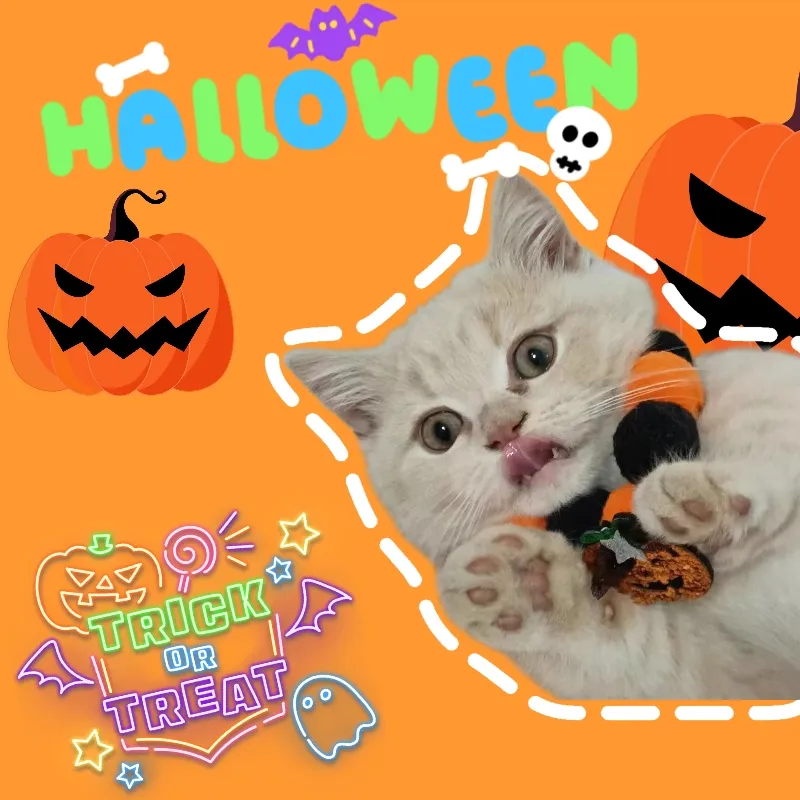 🌈このハロウィン、大好きなペットも! | Dopaが投稿したフォトブック