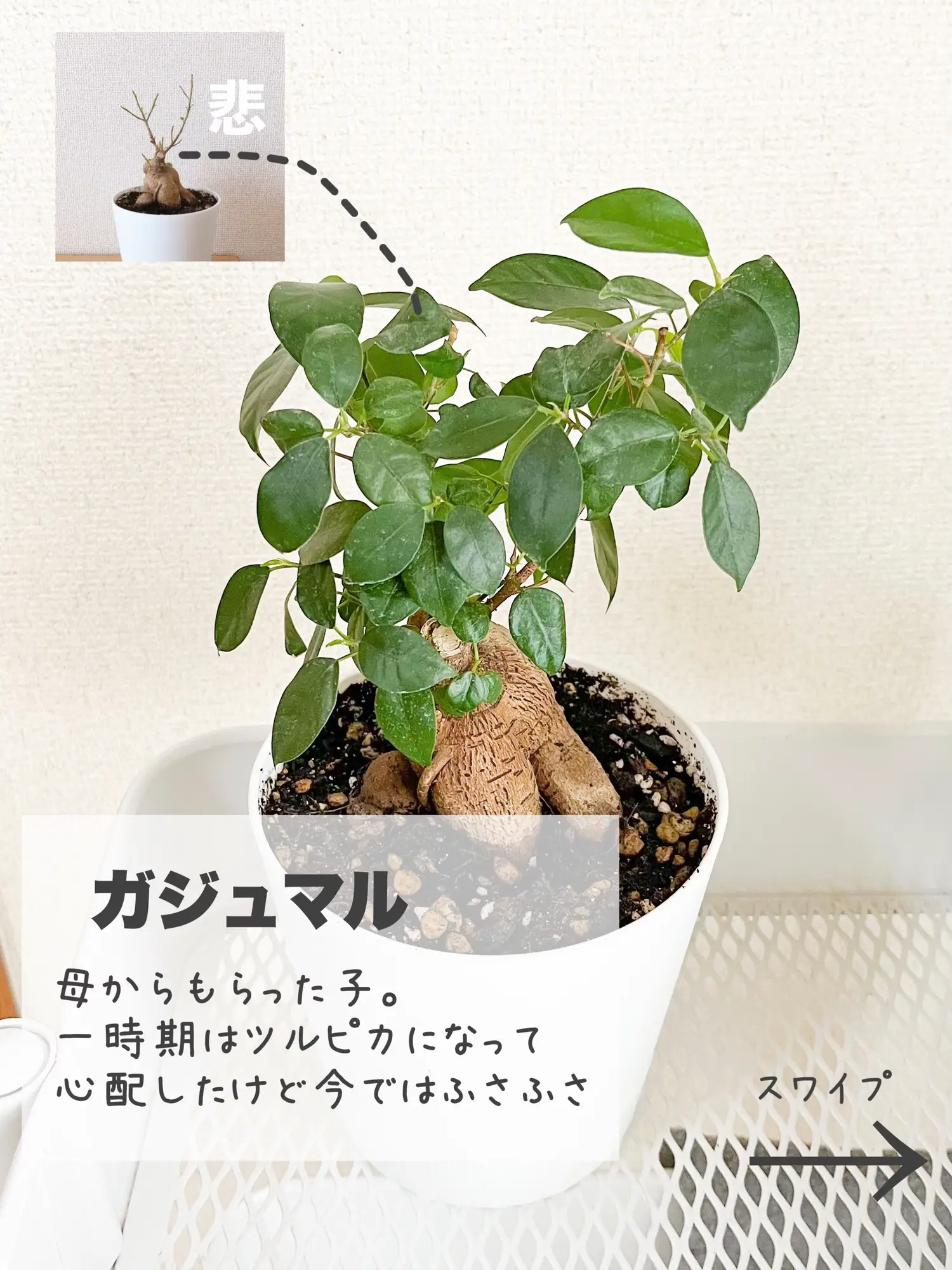 観葉植物あるある - Lemon8検索