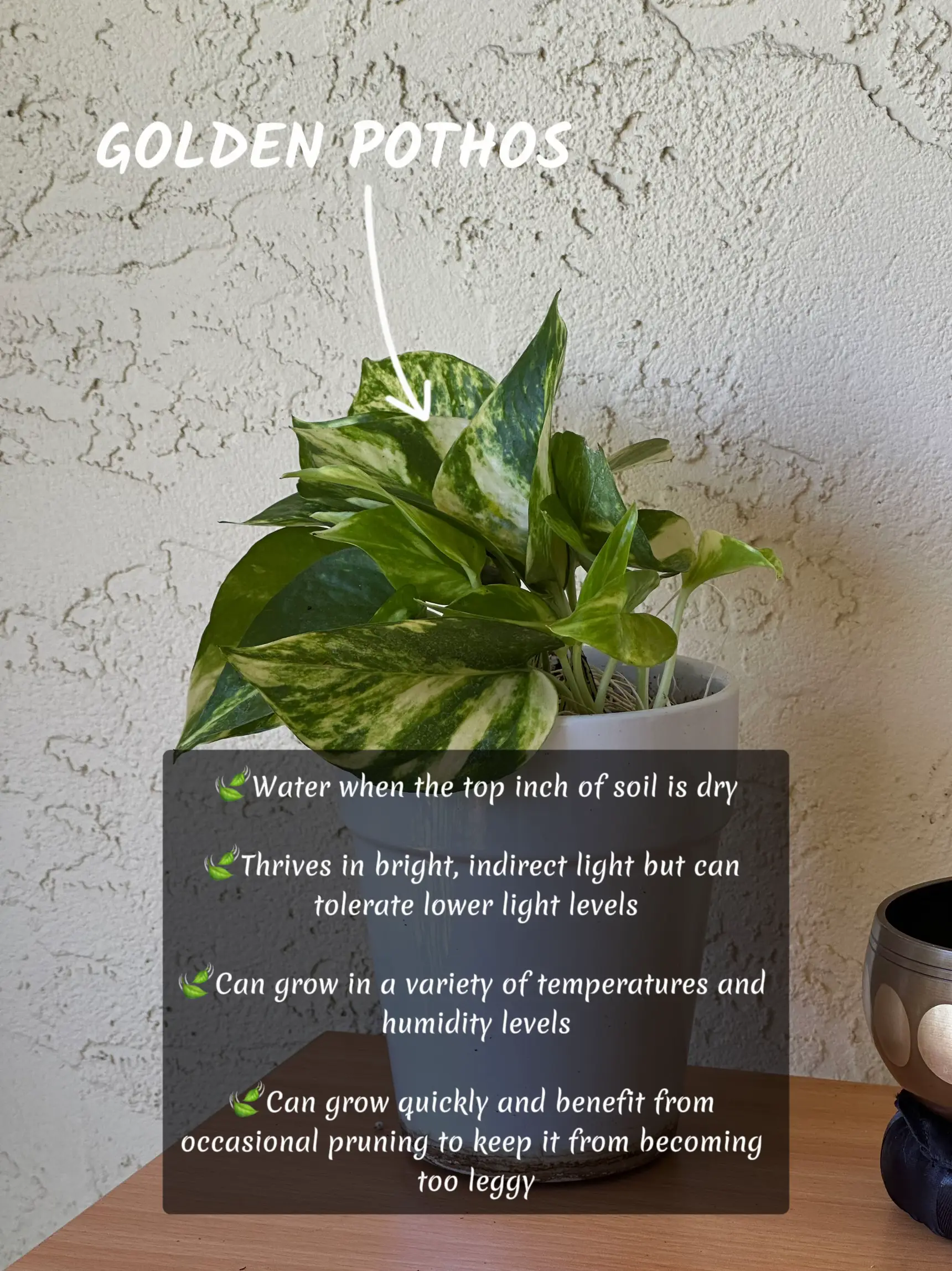 Air purifying plants + tips 🍃🫶🏻