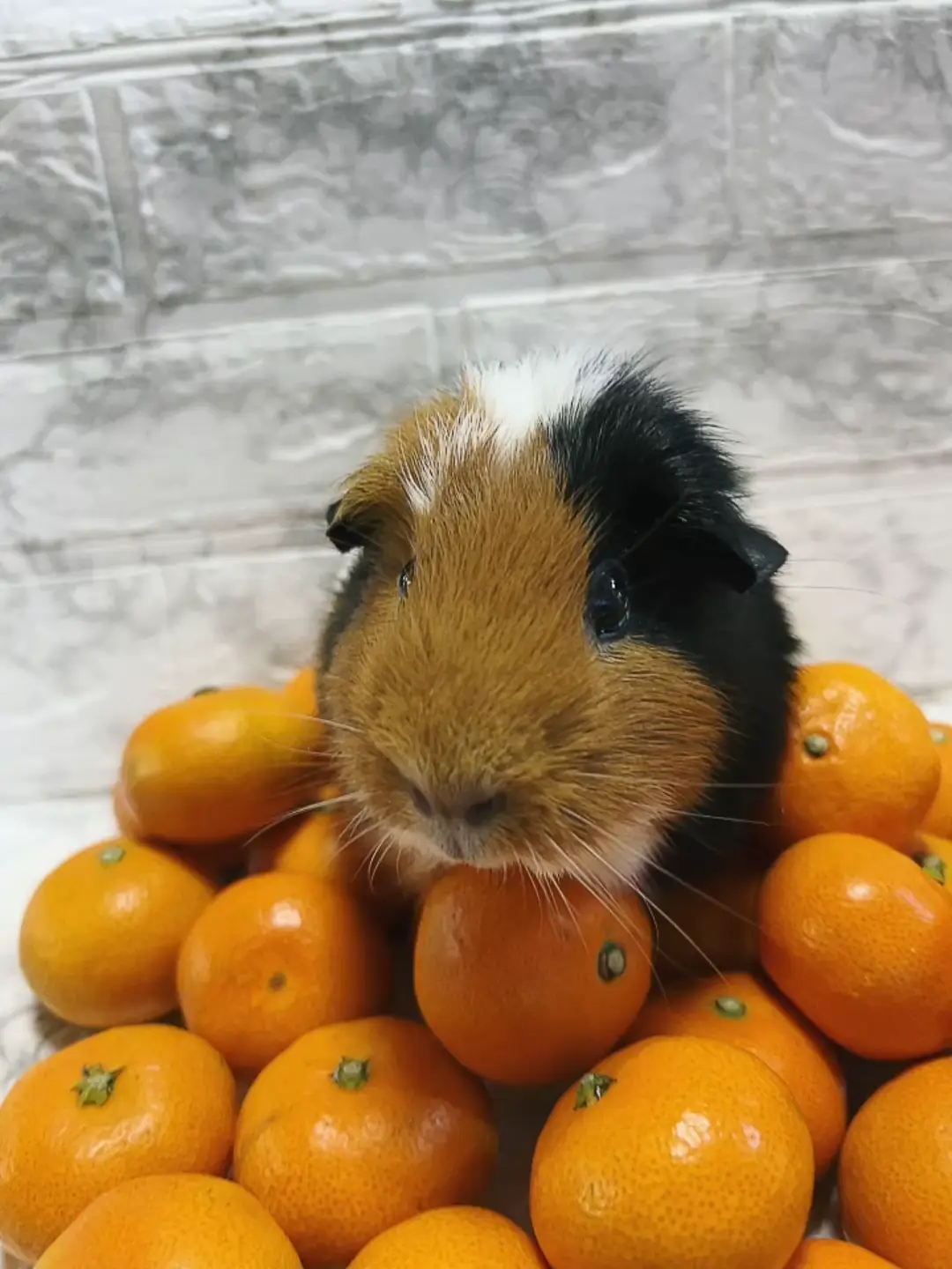 Can guinea outlet pigs have grapefruit