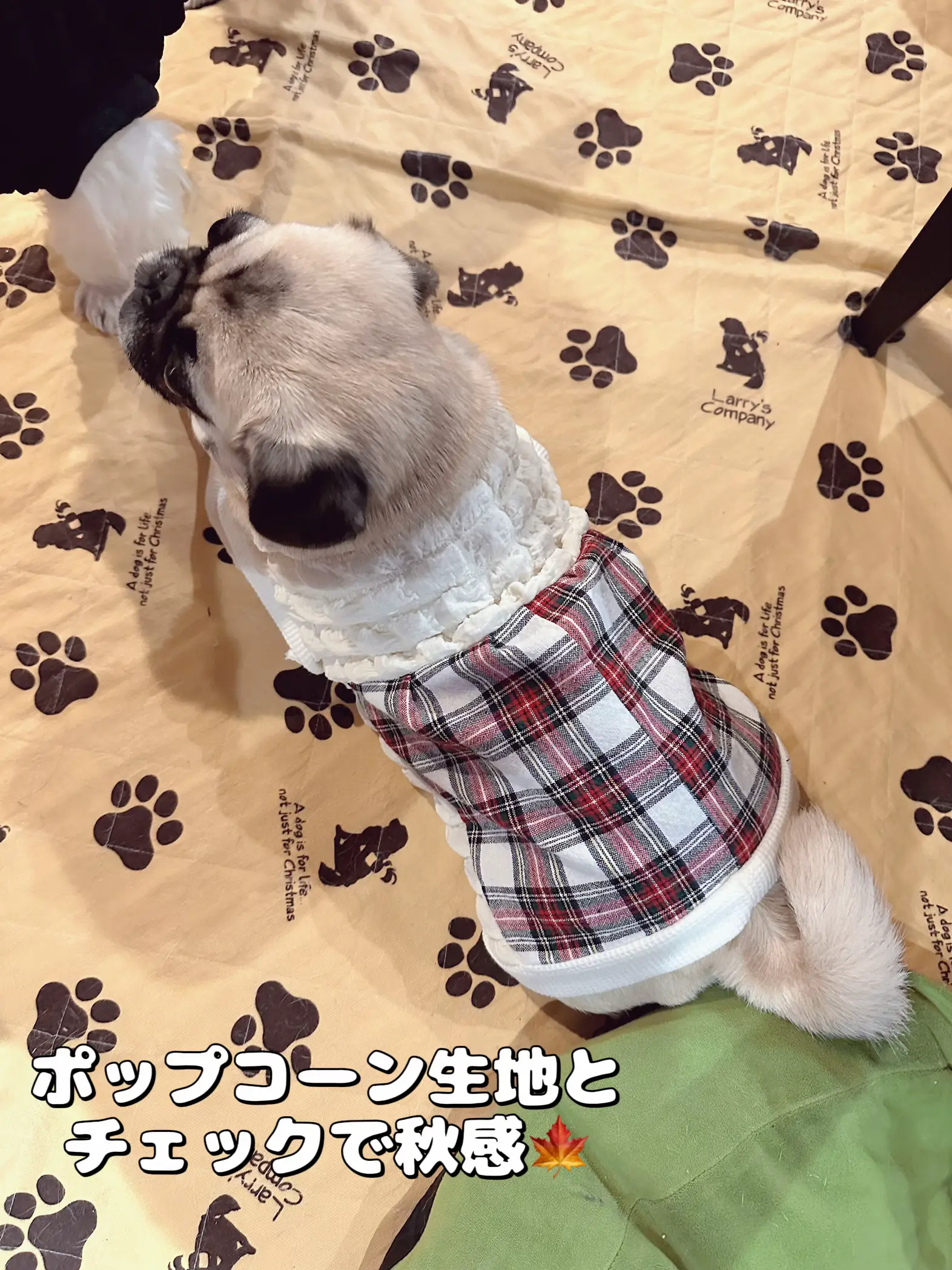 ハンドメイド犬服 最近のまとめ | パンちゃんとあおたんが投稿した