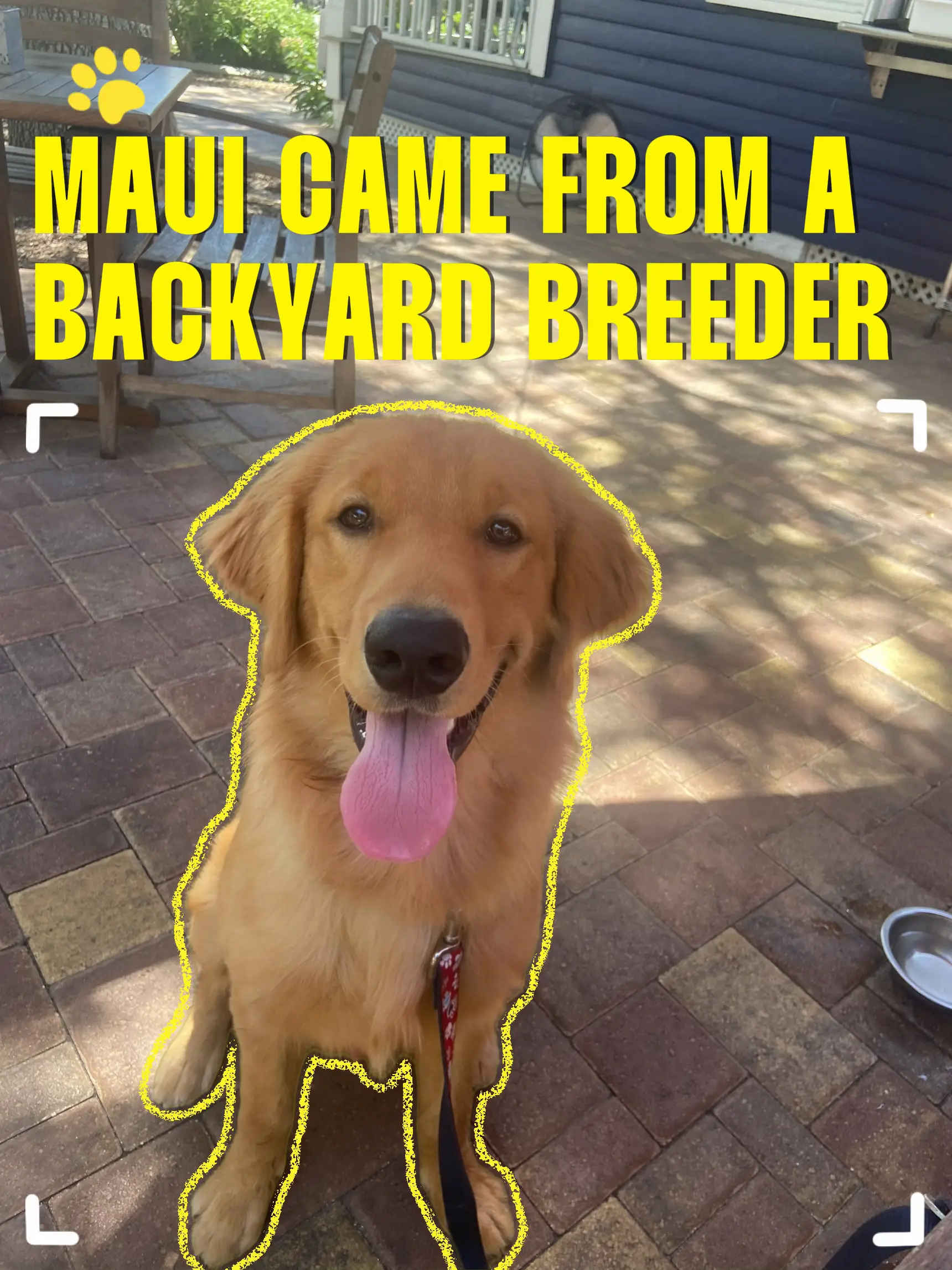 Backyard breeder golden store retriever