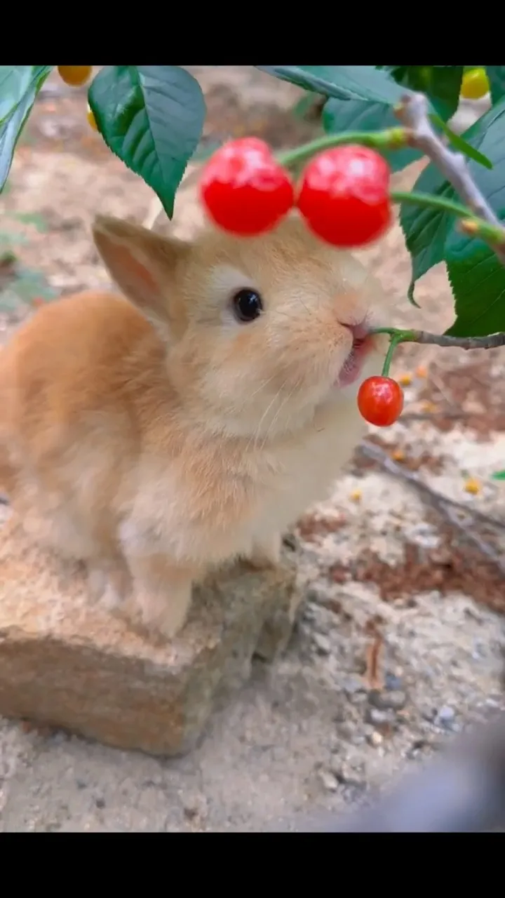 うさぎ🐇（Lunaちゃんとボビーくん）がさくらんぼ🍒を狩り 美味しそう! | Lunaとボビーの日記の投稿動画 | Lemon8