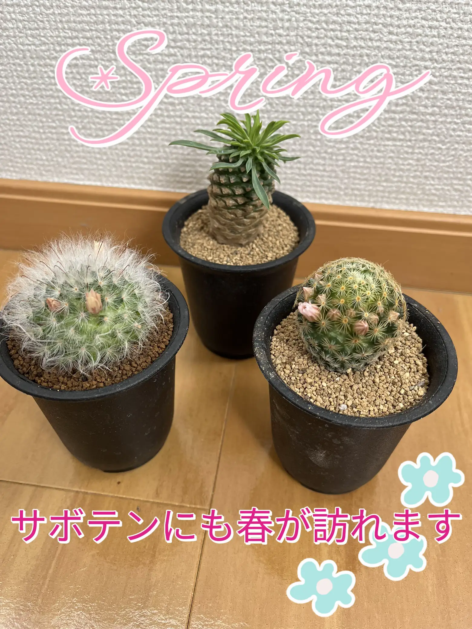 サボテン オブジェ ニューメキシコ カクタス 【公式通販】