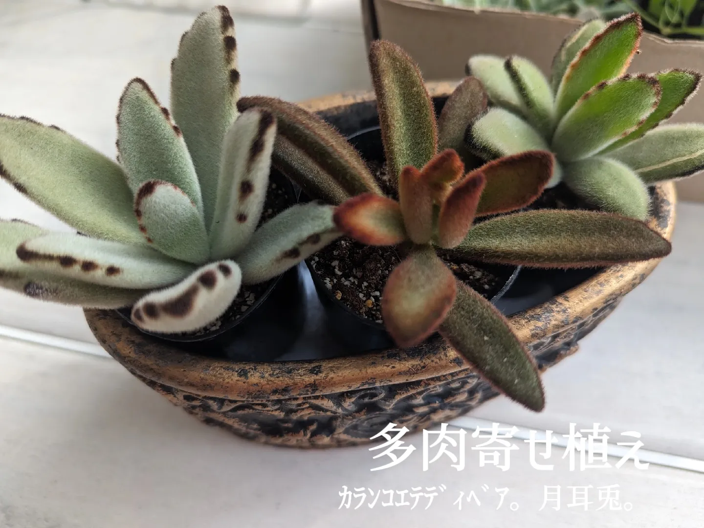 多肉植物 寄せ植え 男前 チマ寄せ - フラワー/ガーデン