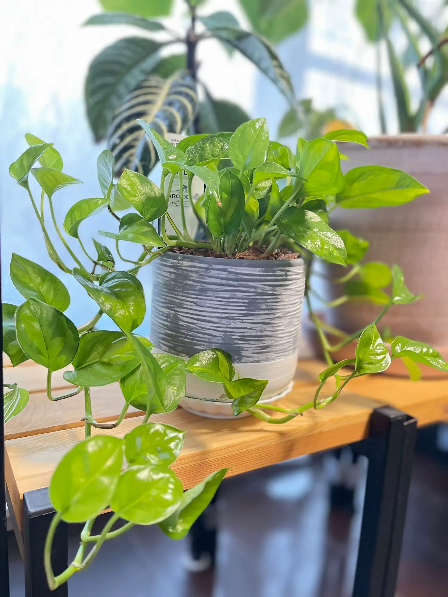 超希少）観葉植物 ポトス グローバル 2個セット NO5