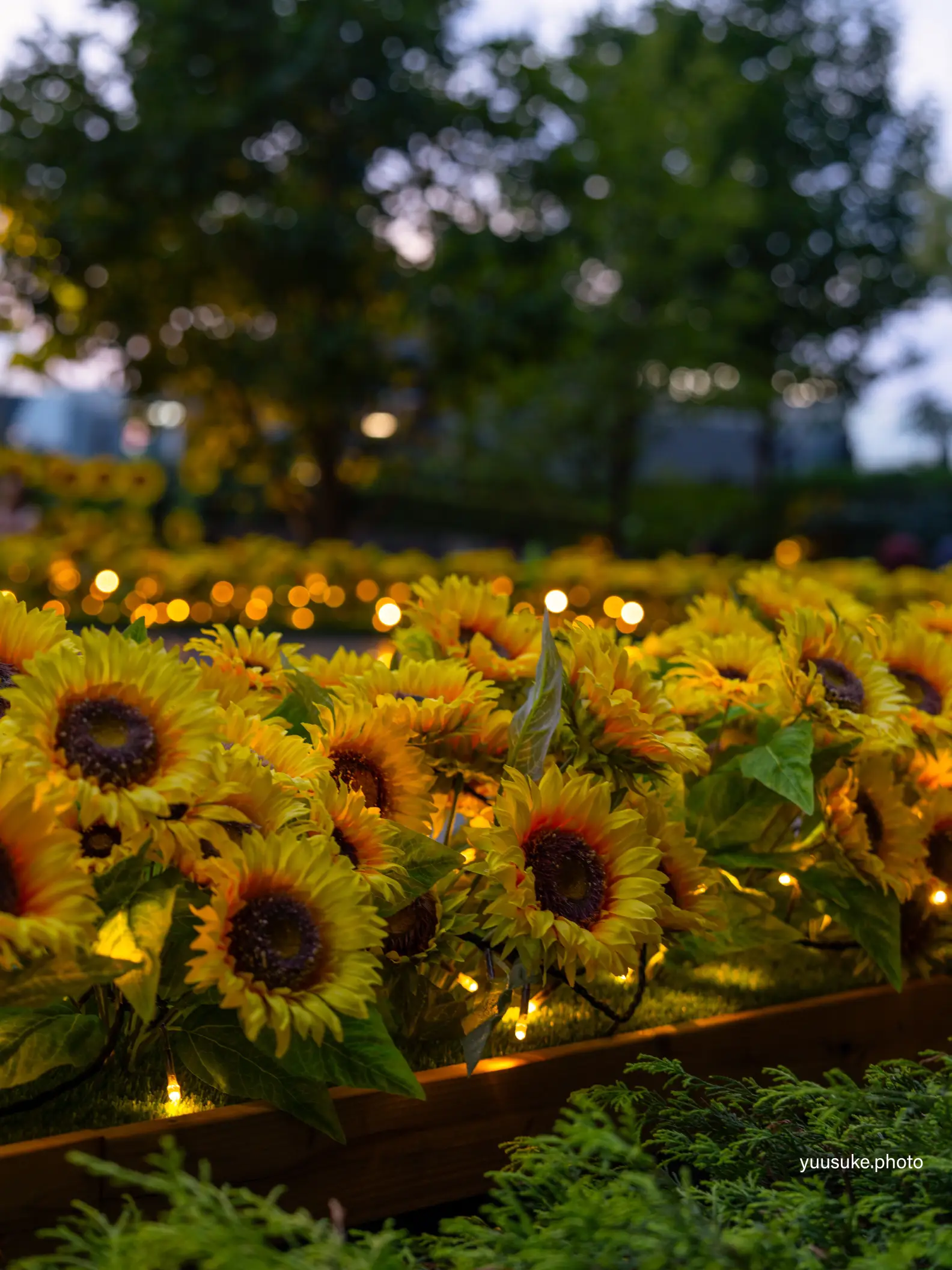 愛知県🌻｢絶対に枯れることのない🌻｣都心部に咲くひまわり庭園のライト