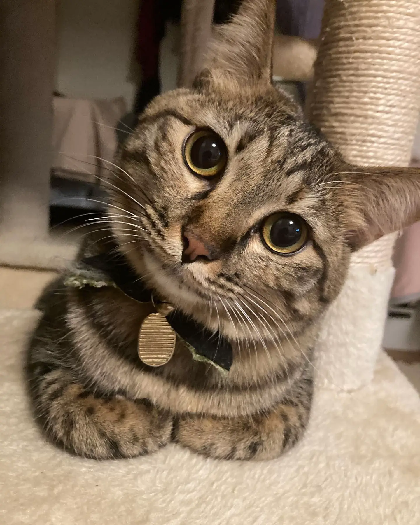 確認(* ˃̵͈́∀˂̵͈̀ )白丸皿(中)♡オーダー受け付け 確認♡白丸