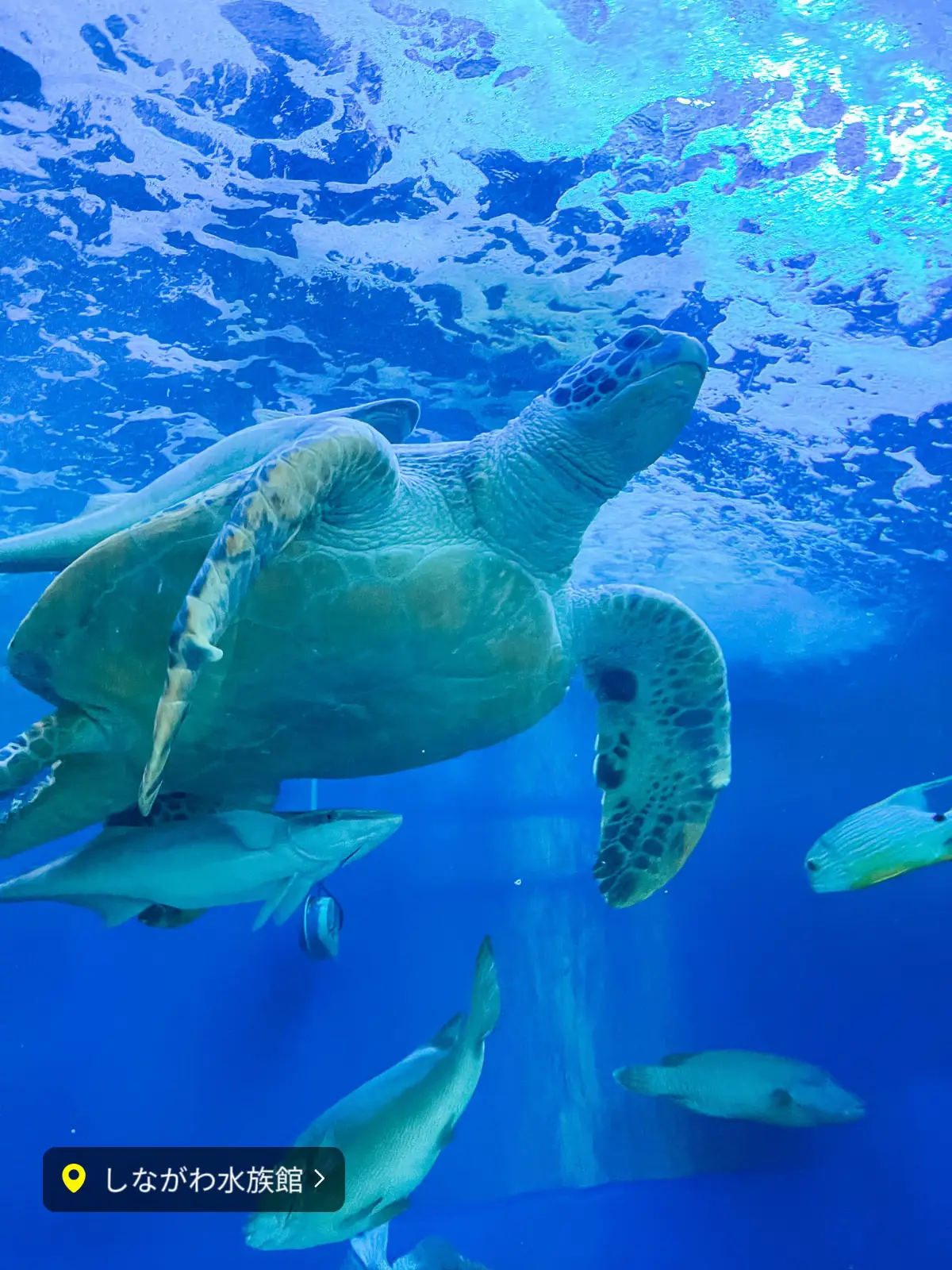 東京 品川 】本当は秘密にしたい東京の穴場水族館🐬 | ちさと｜旅するフリーランス女将が投稿したフォトブック | Lemon8