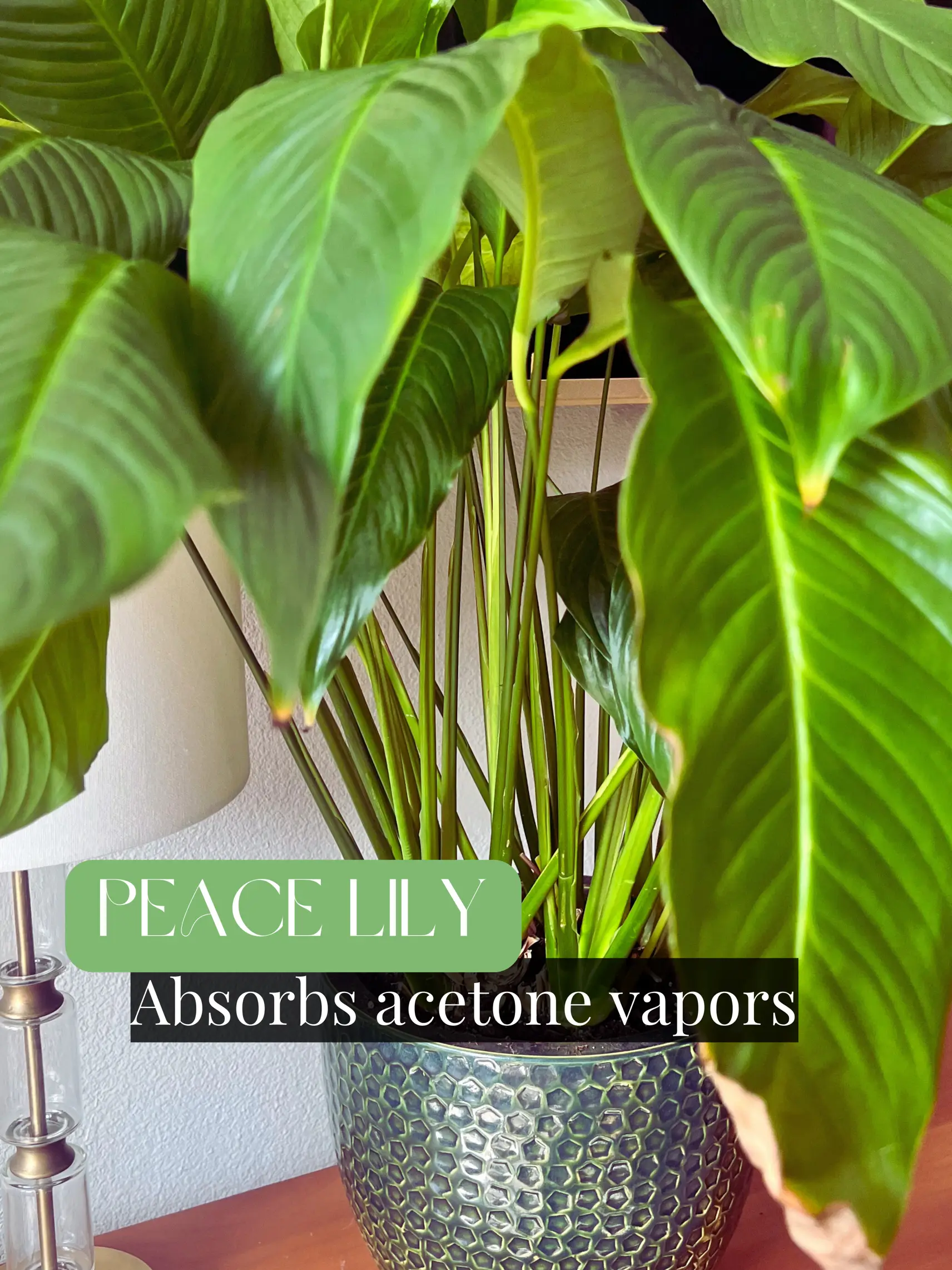 Plants to Improve Indoor Air Quality - Lemon8 Search