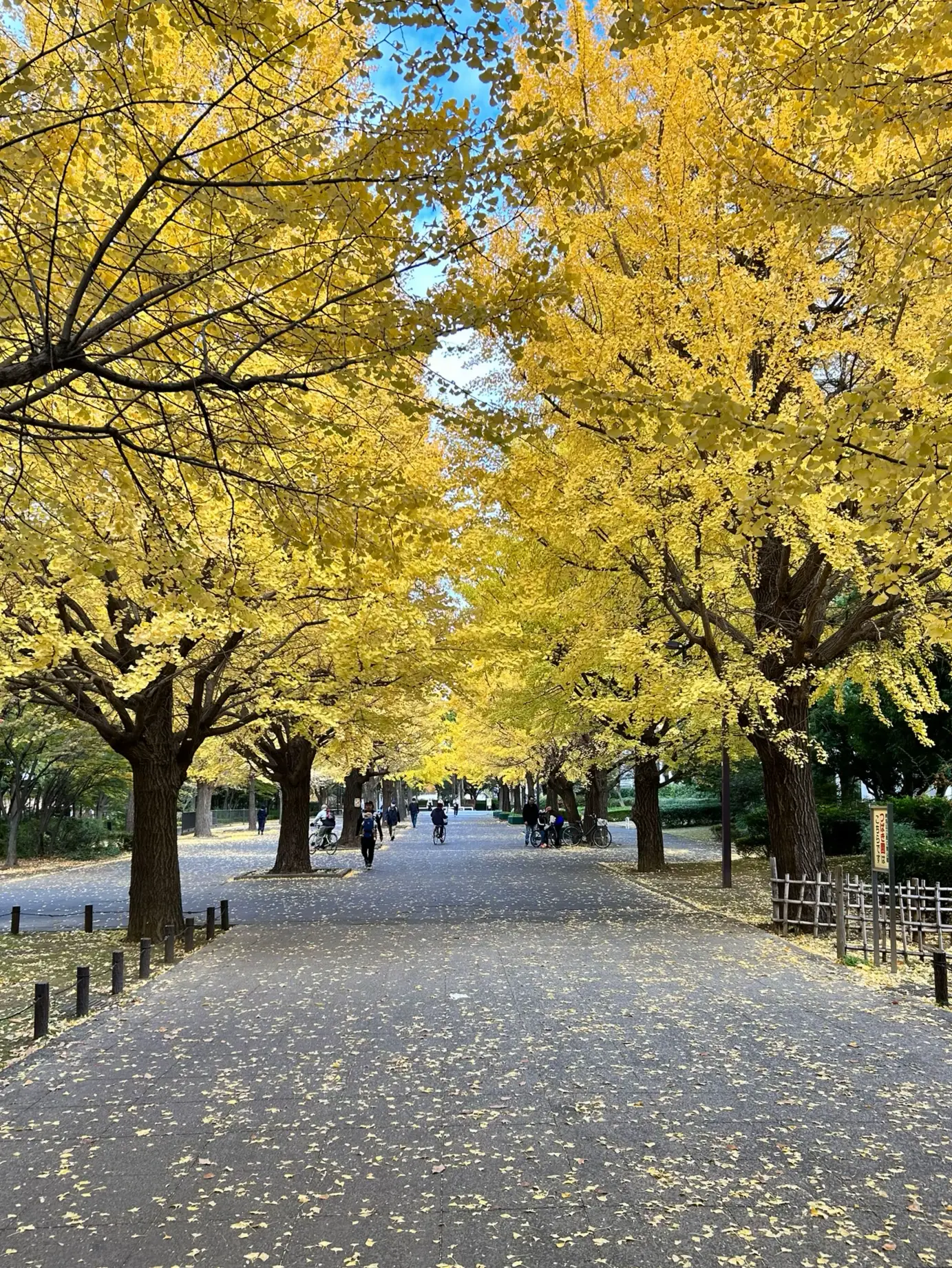 光が丘公園だけじゃ無い！銀杏並木が美しい“夏の雲公園”を通る練馬お勧めお散歩コース | 食いしん坊備録_グルメが投稿したフォトブック | Lemon8