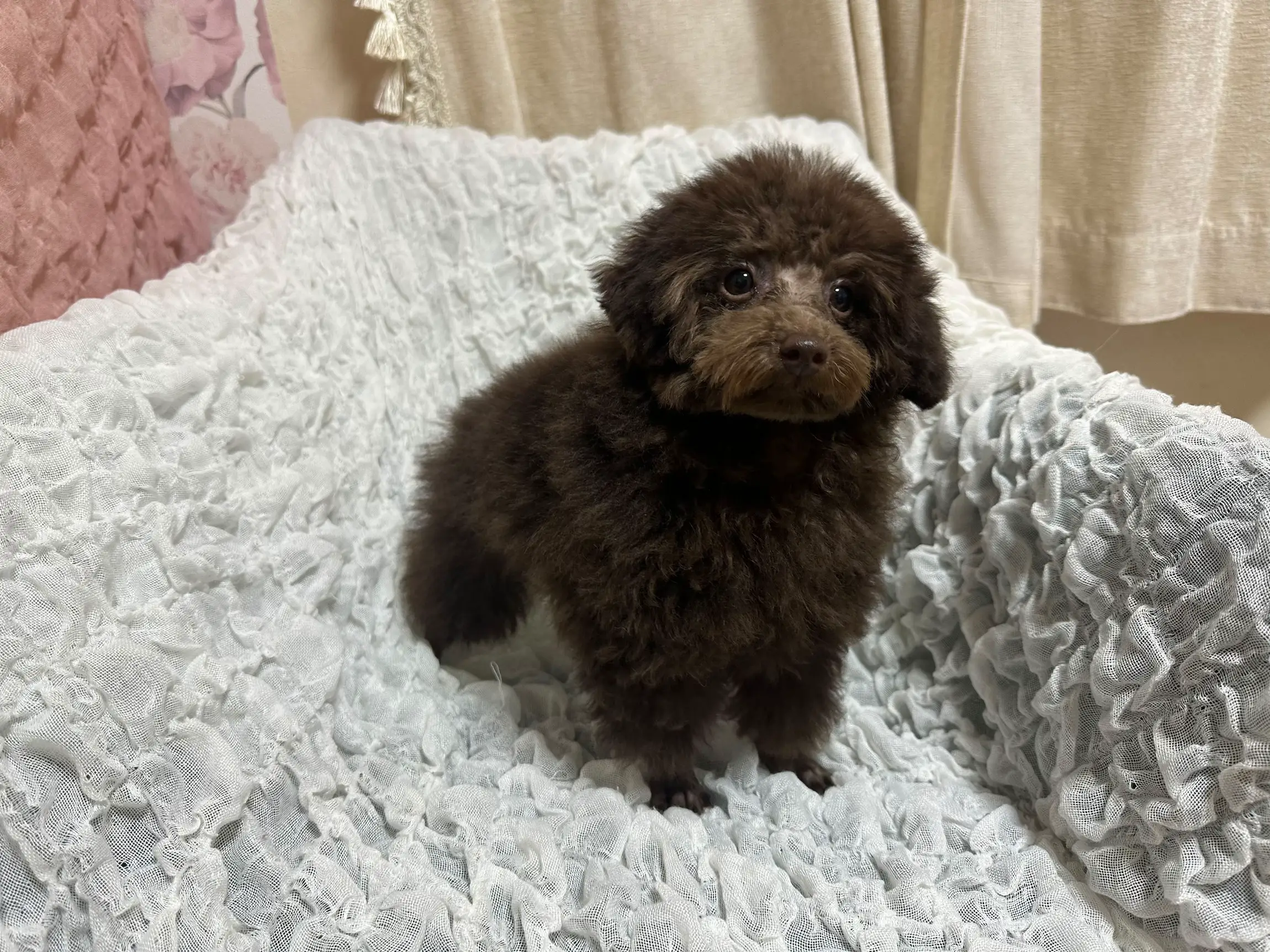 Toy poodle for outlet sale olx