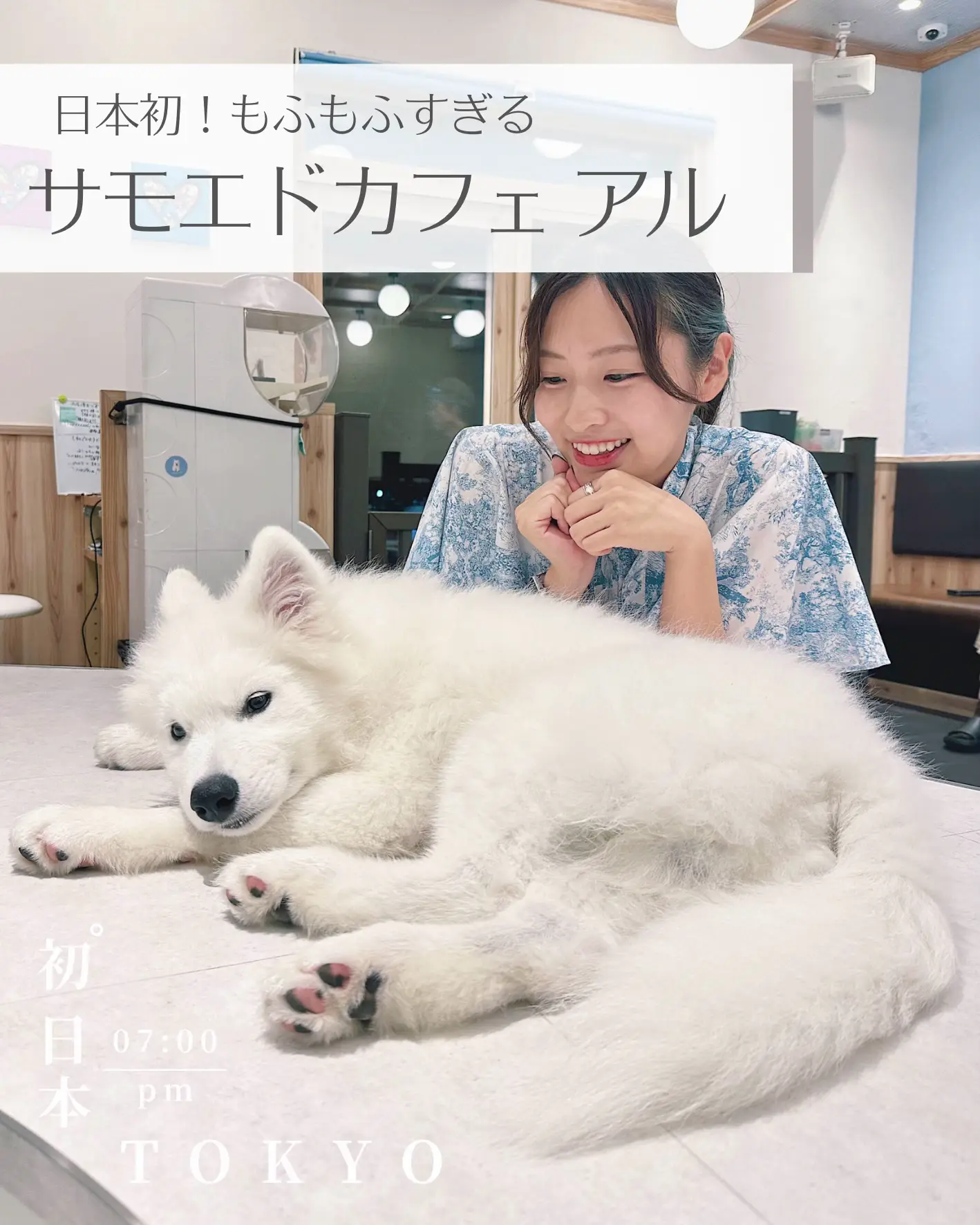 初🎉サモエドカフェがついに日本に登場！😆🌟🐶 | muu✳︎ 非日常のおでかけをが投稿したフォトブック | Lemon8