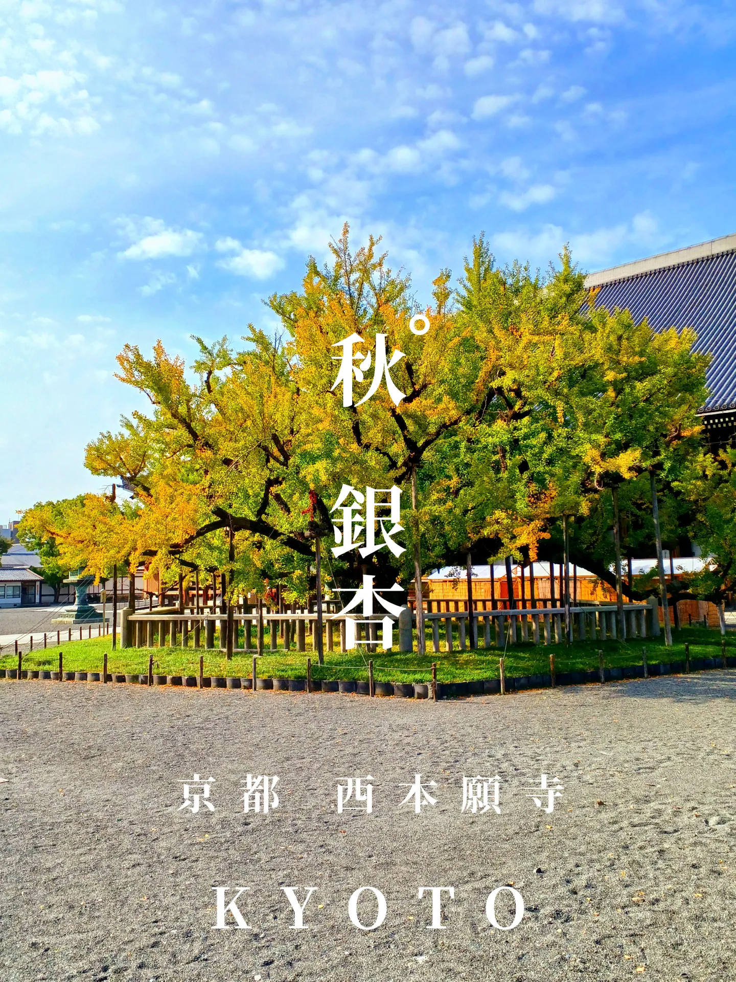 【京都ぶらり】秋晴れの京都から 西本願寺の大銀杏の画像 (0枚目)