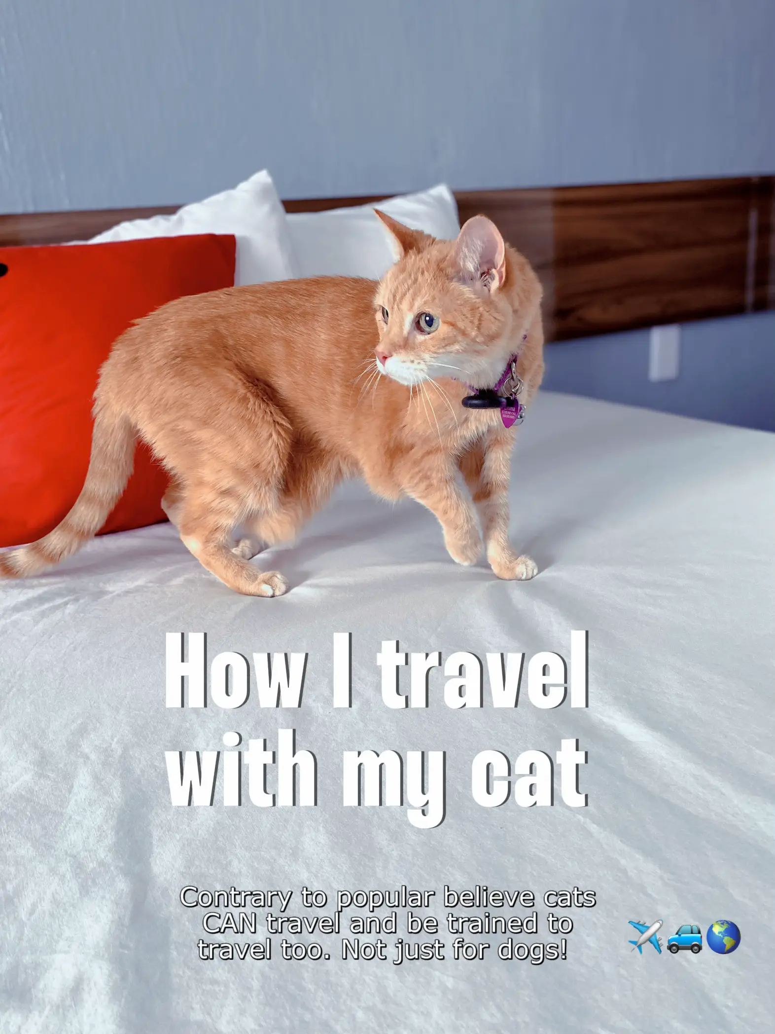 How I travel with my cat 🐱🌎 Gallery posted by Lauren Lemon8