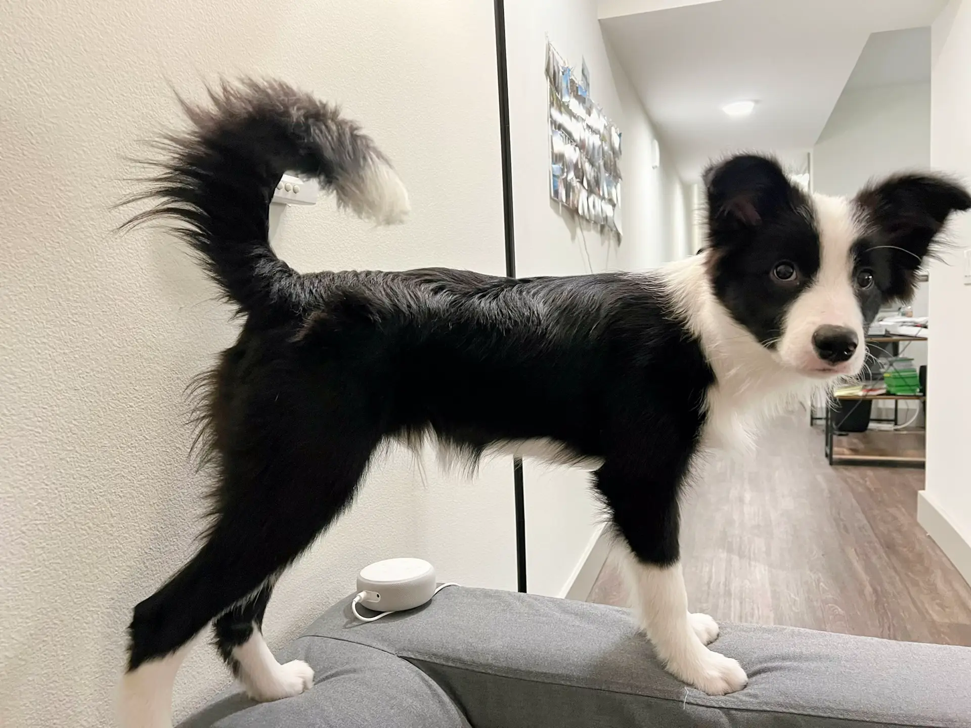 Black Lab Border Collie Mix Dog Lemon8 Search