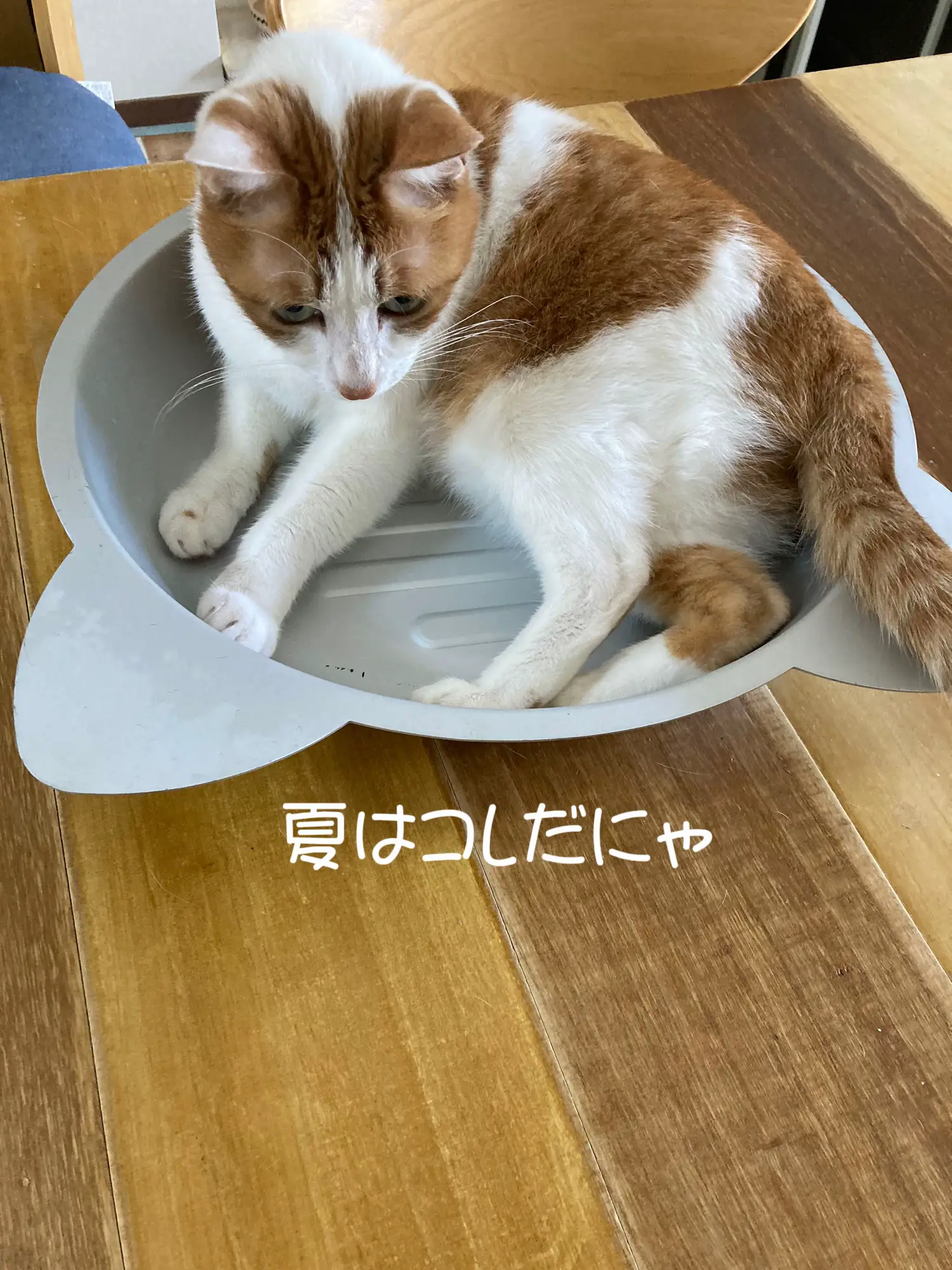 猫鍋 | runamamaが投稿したフォトブック | Lemon8