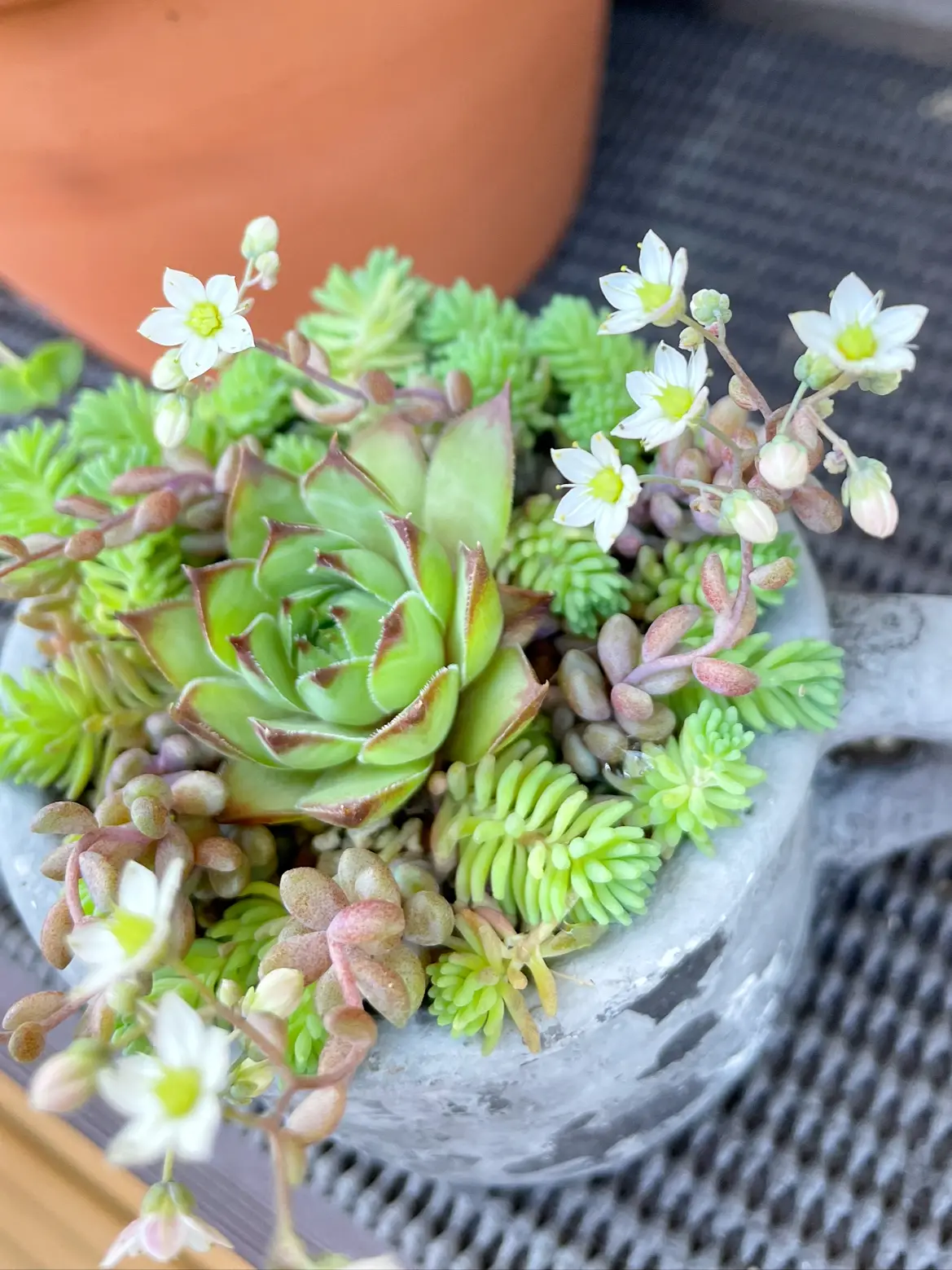 多肉植物 パープルヘイズ 抜き苗 根付き ぞうさん - エケベリア・セダム