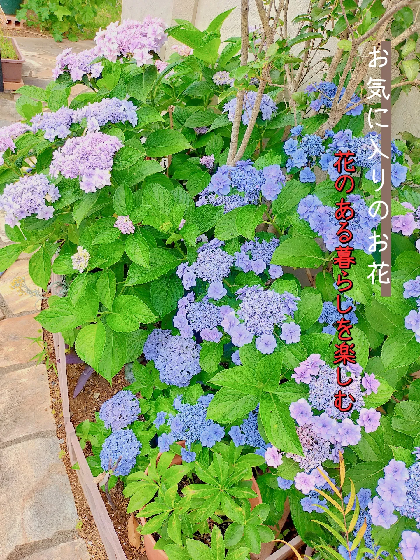 我が家の紫陽花 | あーちゅが投稿したフォトブック | Lemon8