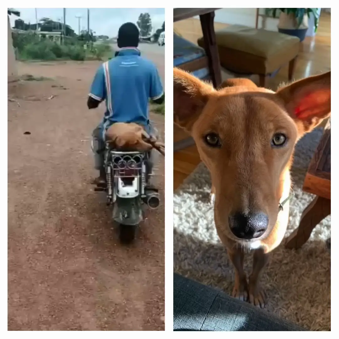 DOG MEAT SURVIVOR RESCUED BY DOG SAVIOR GHANA Video published by DOG