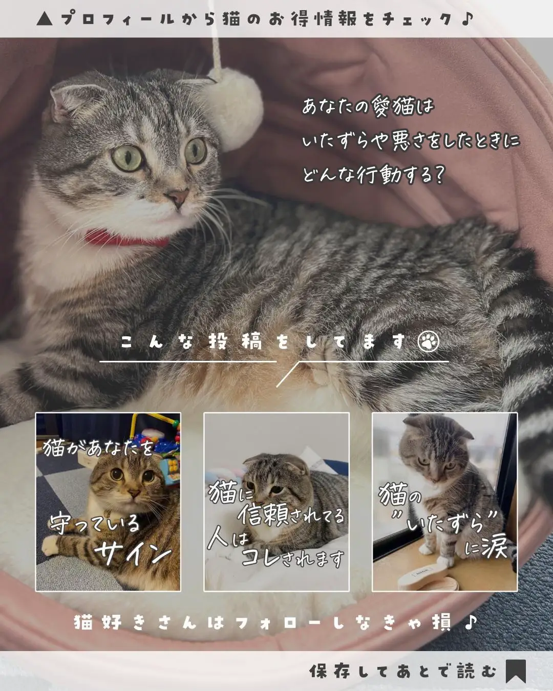 猫が励ましてくれてるさいん - Lemon8検索