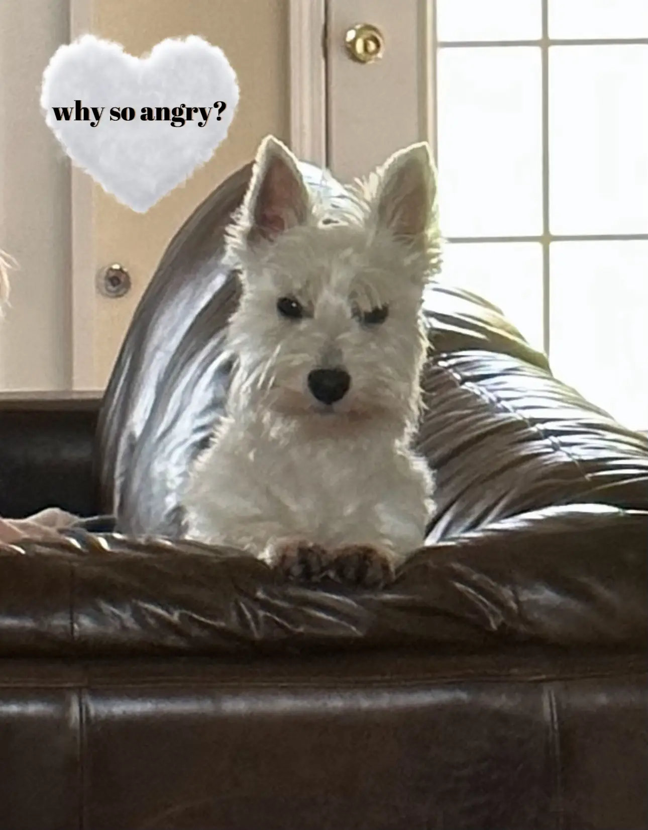 Angry westie hot sale