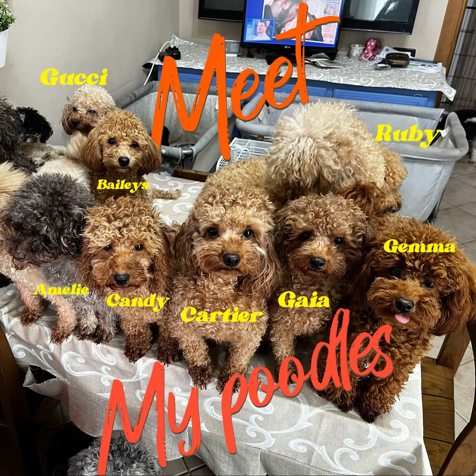 Meet my POODLES | Gallery posted by Giada✈️ | Lemon8