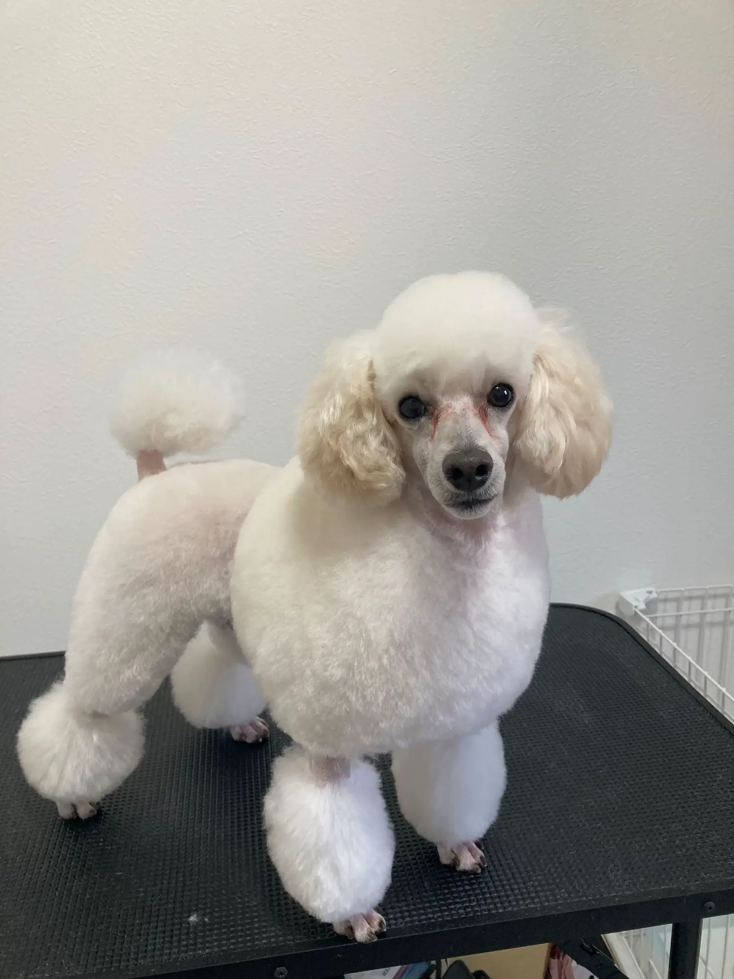 Poodle Cut | Gallery posted by noa | Lemon8