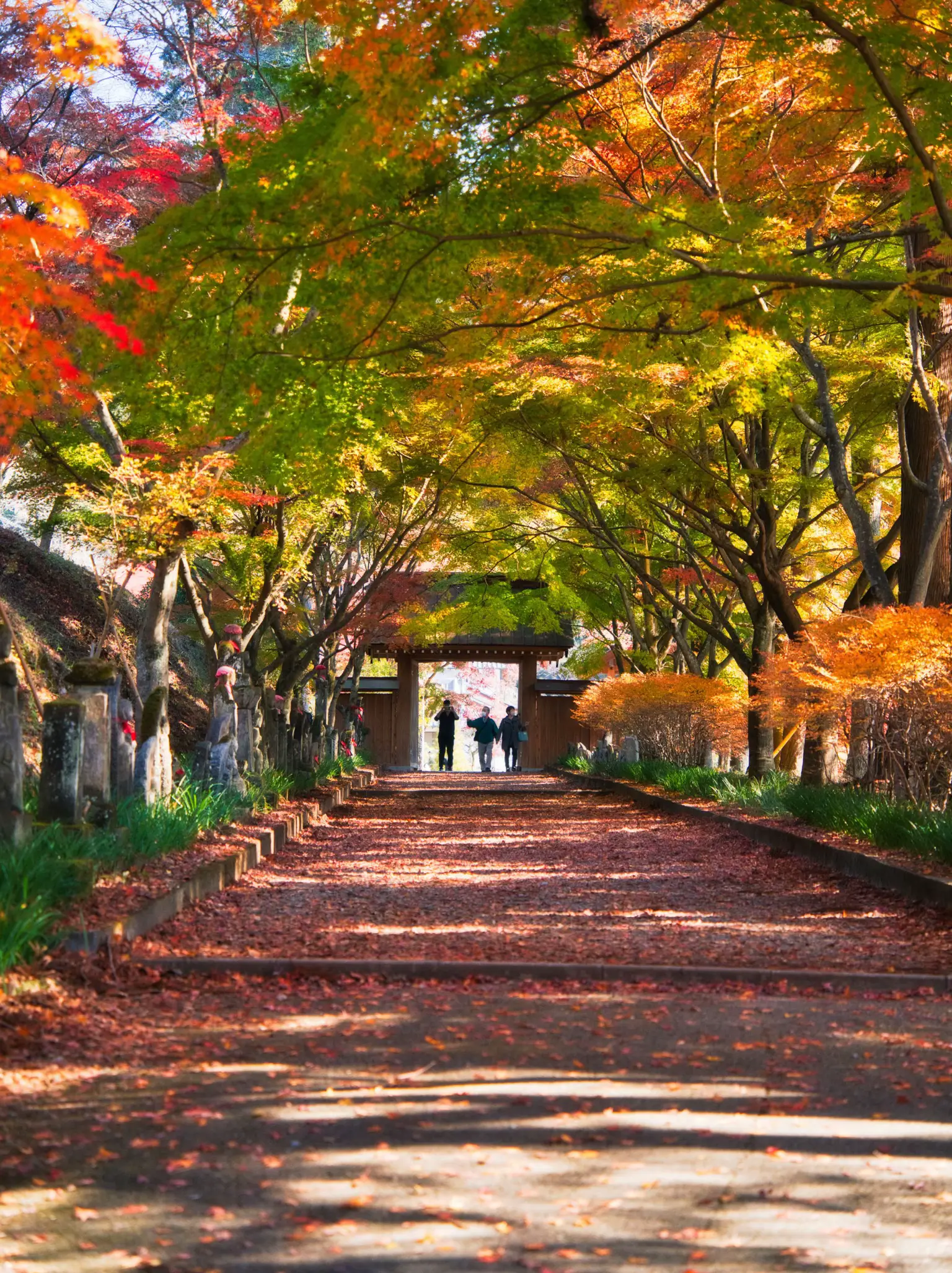 Tochigi] Not only Nikko ‼️ Introducing the autumn leaves spot of