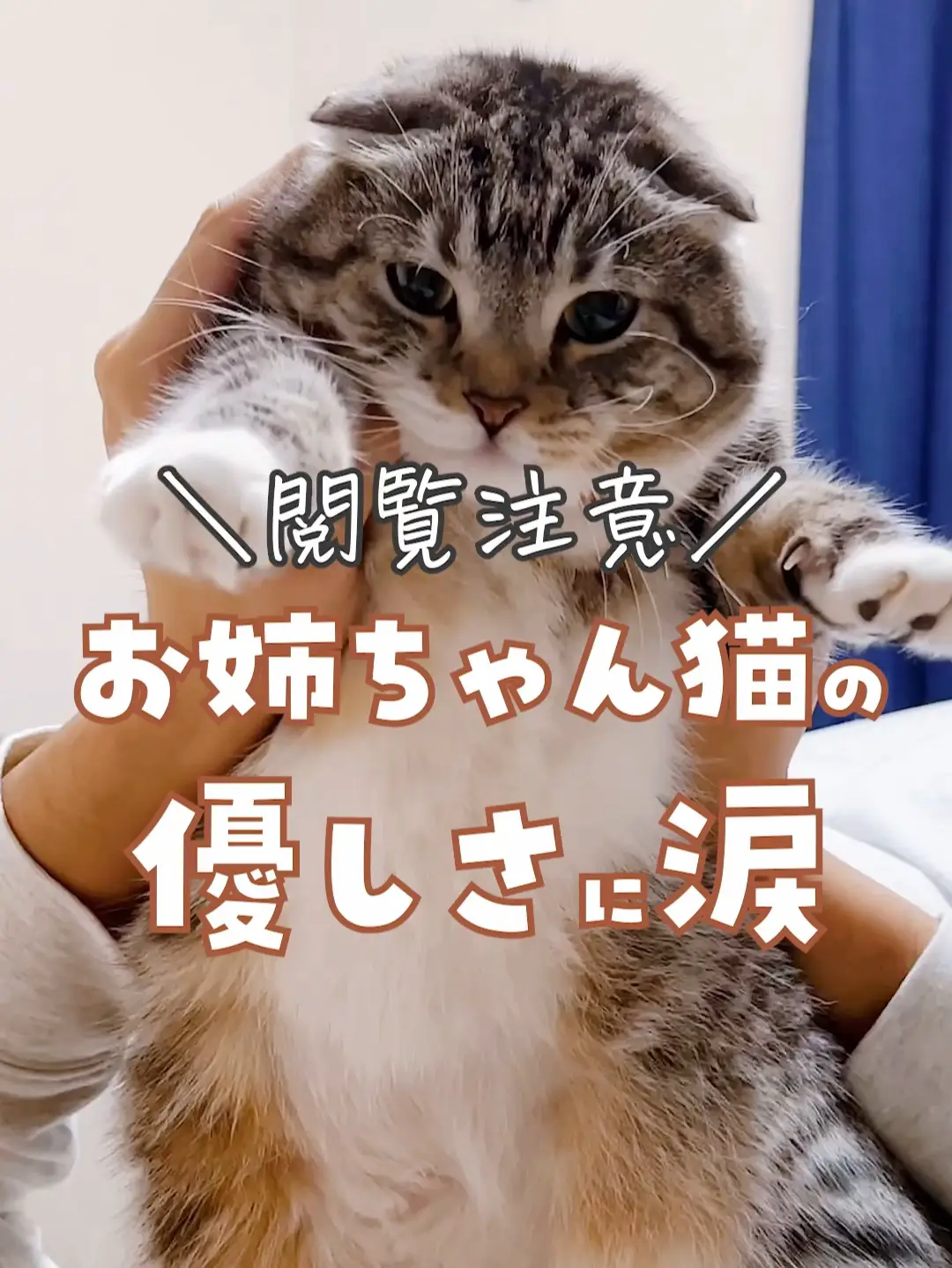 【閲覧注意】猫の