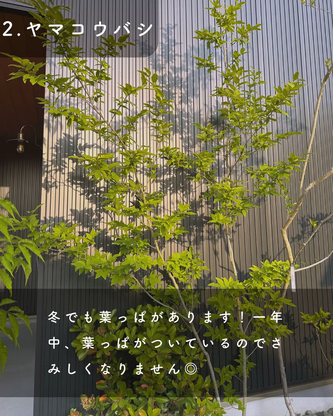 超絶品。山採りシロモジ。 超絶品。。山採りヤマコウバシ。 かわいらし