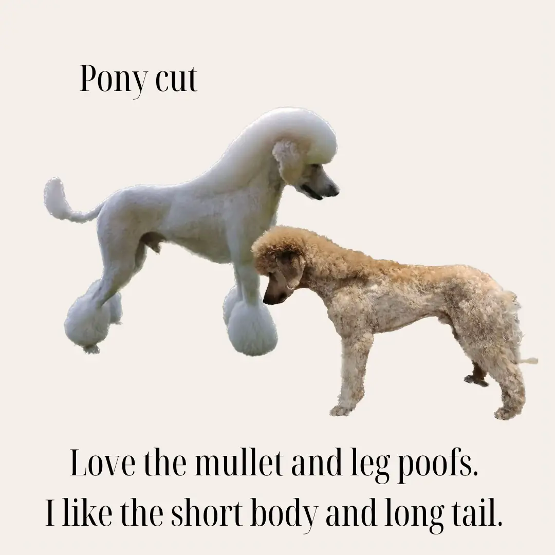 Poodle sales pony cut