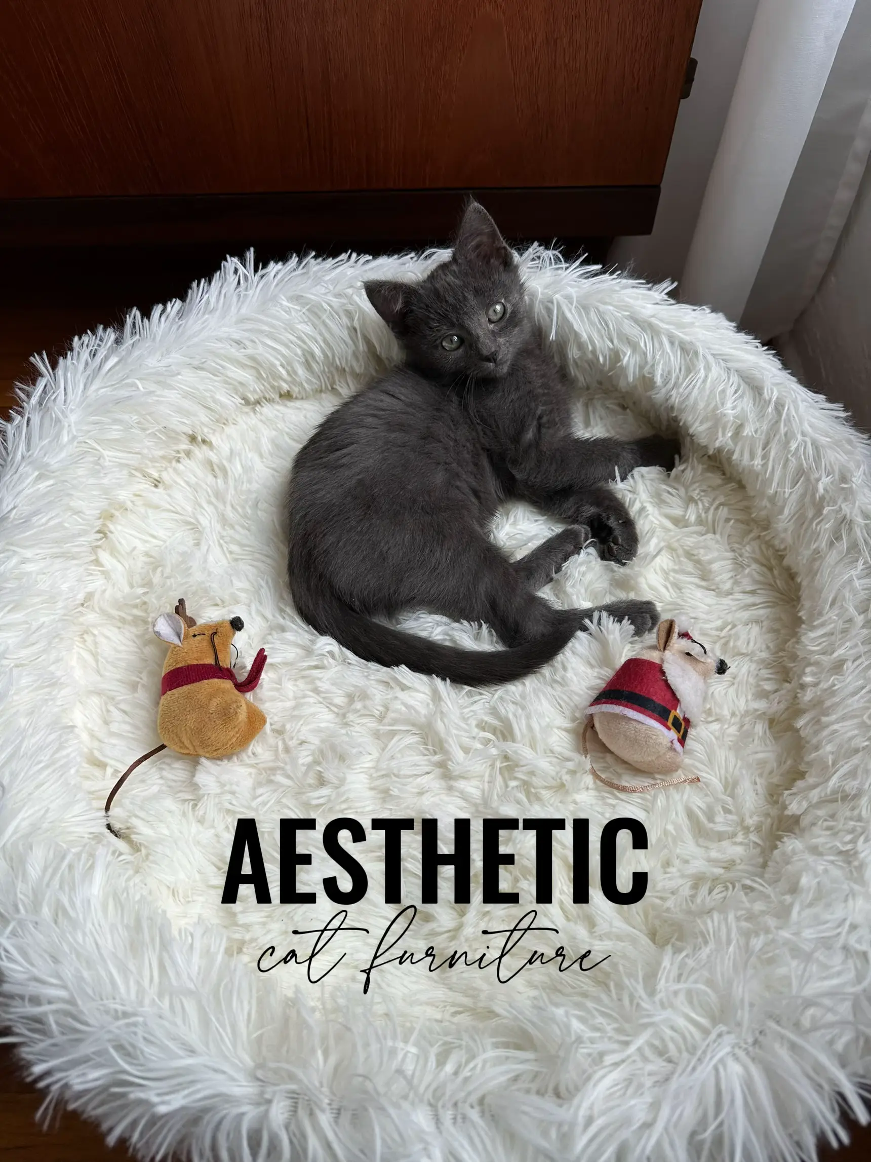 cat aesthetics - Lemon8 Search